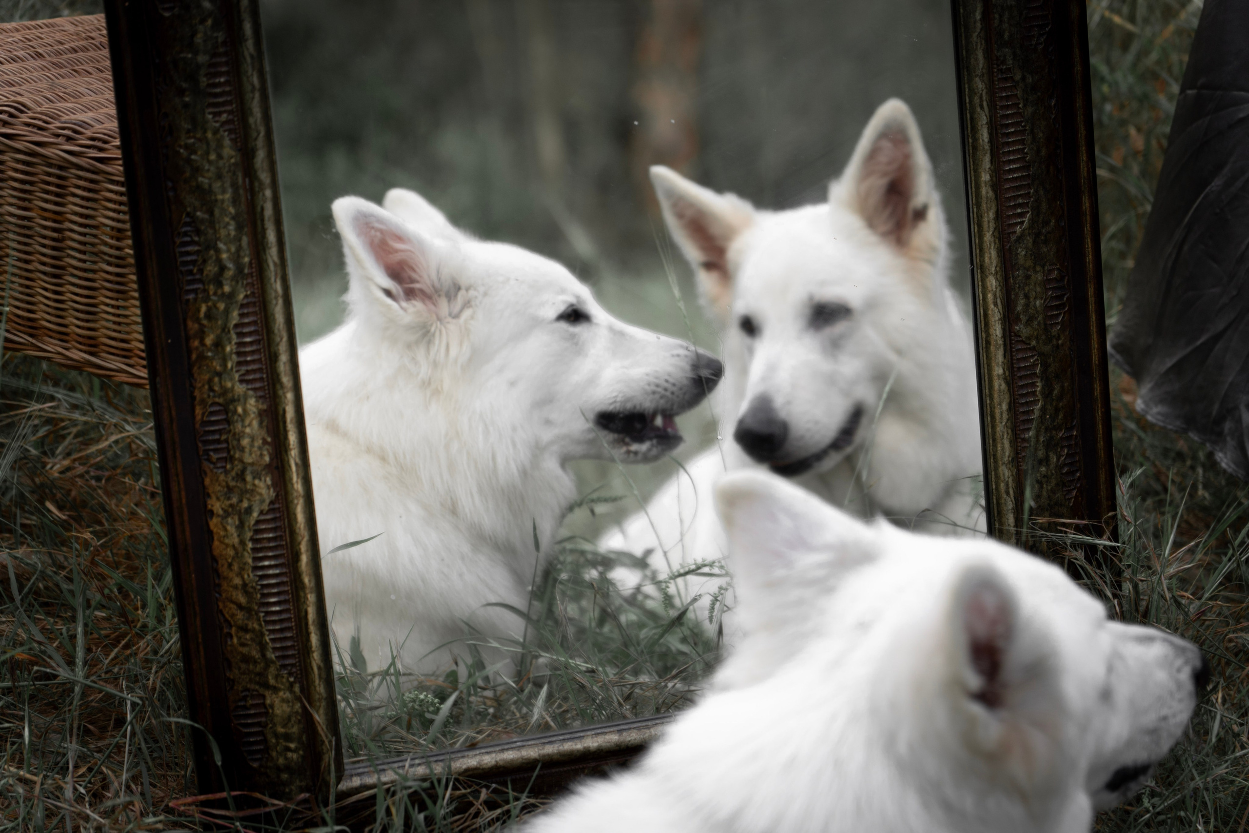 Шельга и Шегги. Главное меню