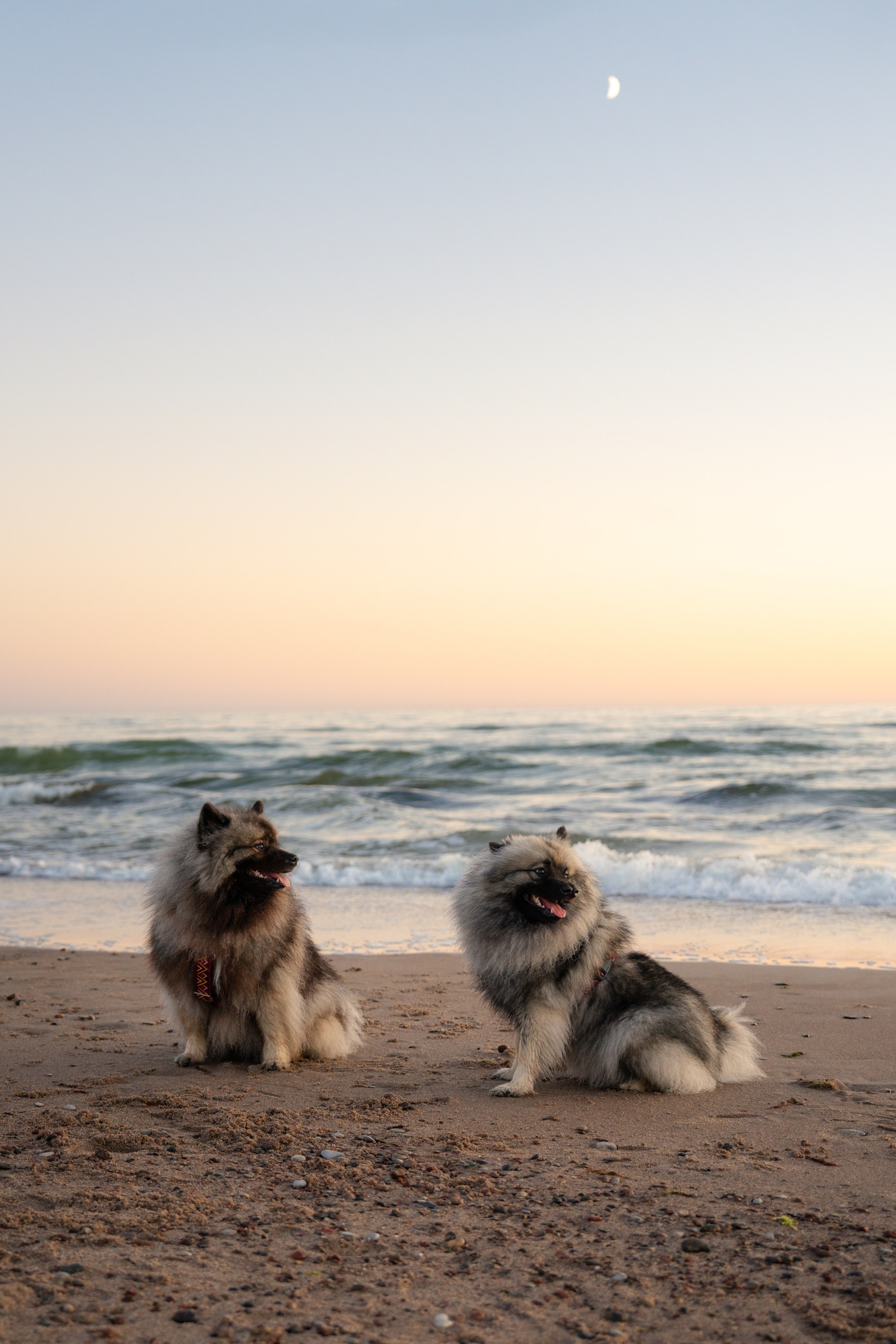 Rūta, Mindaugas, Yuma ir Meila. Vita Klimaševska ○ Fluffy Soulmate Photography