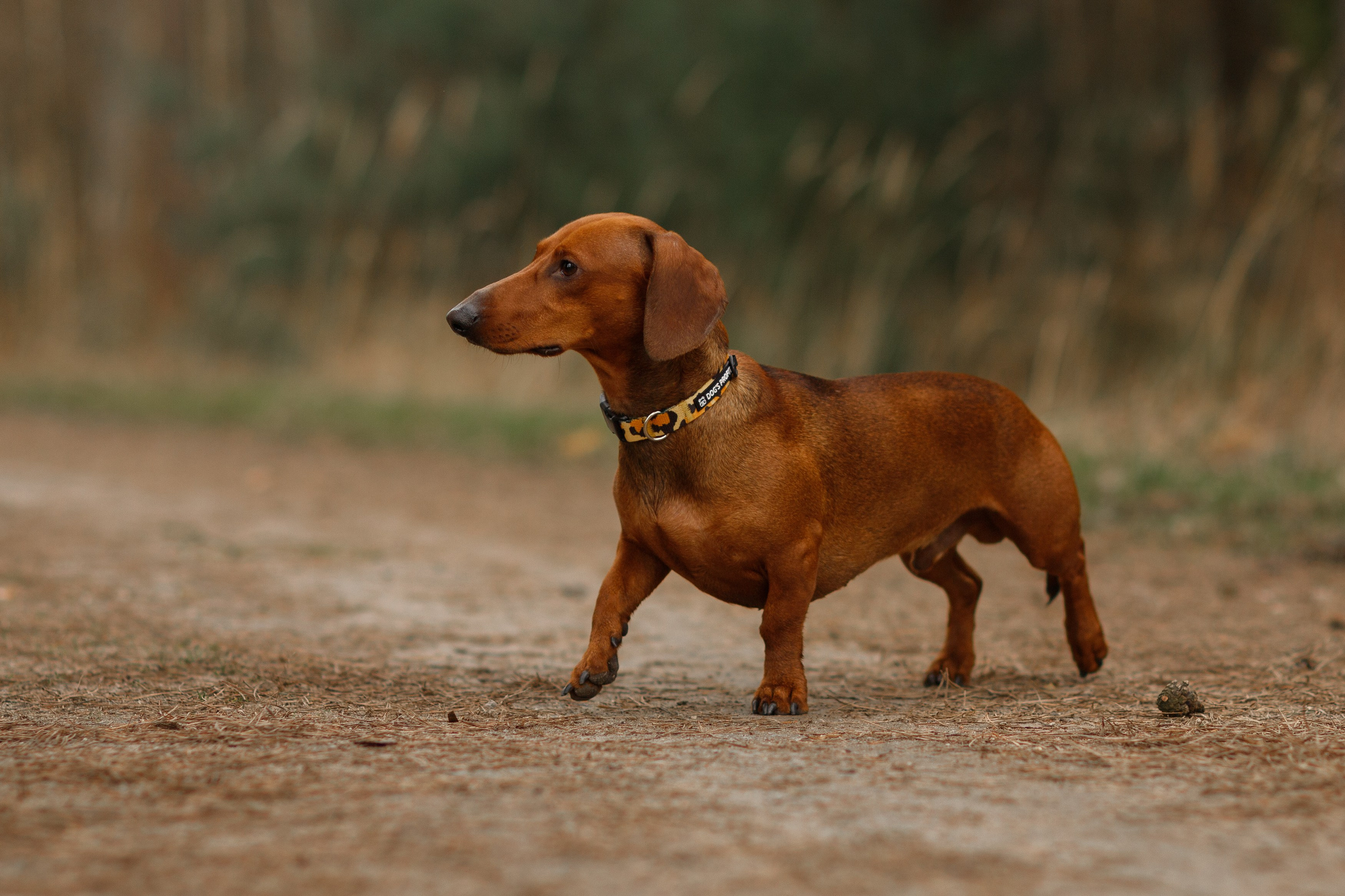 Ania, Franek & Vincent. Kaja | fotograf psów we Wrocławiu