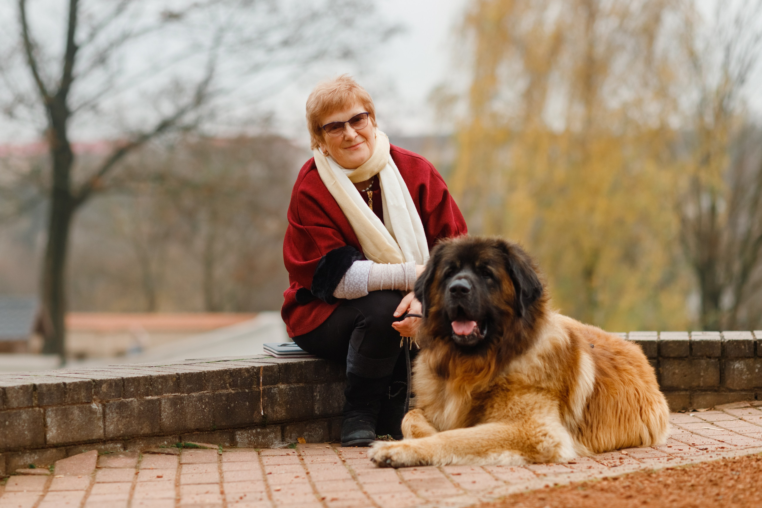 Leonbergers. Kaja | fotograf we Wrocławiu | ludzie i psy