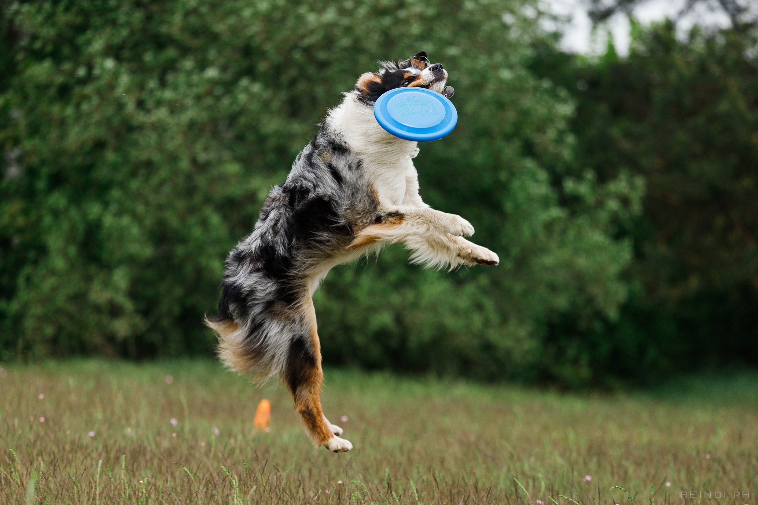 Dog frisbee championship | summer. Kaja | fotograf we Wrocławiu | ludzie i psy