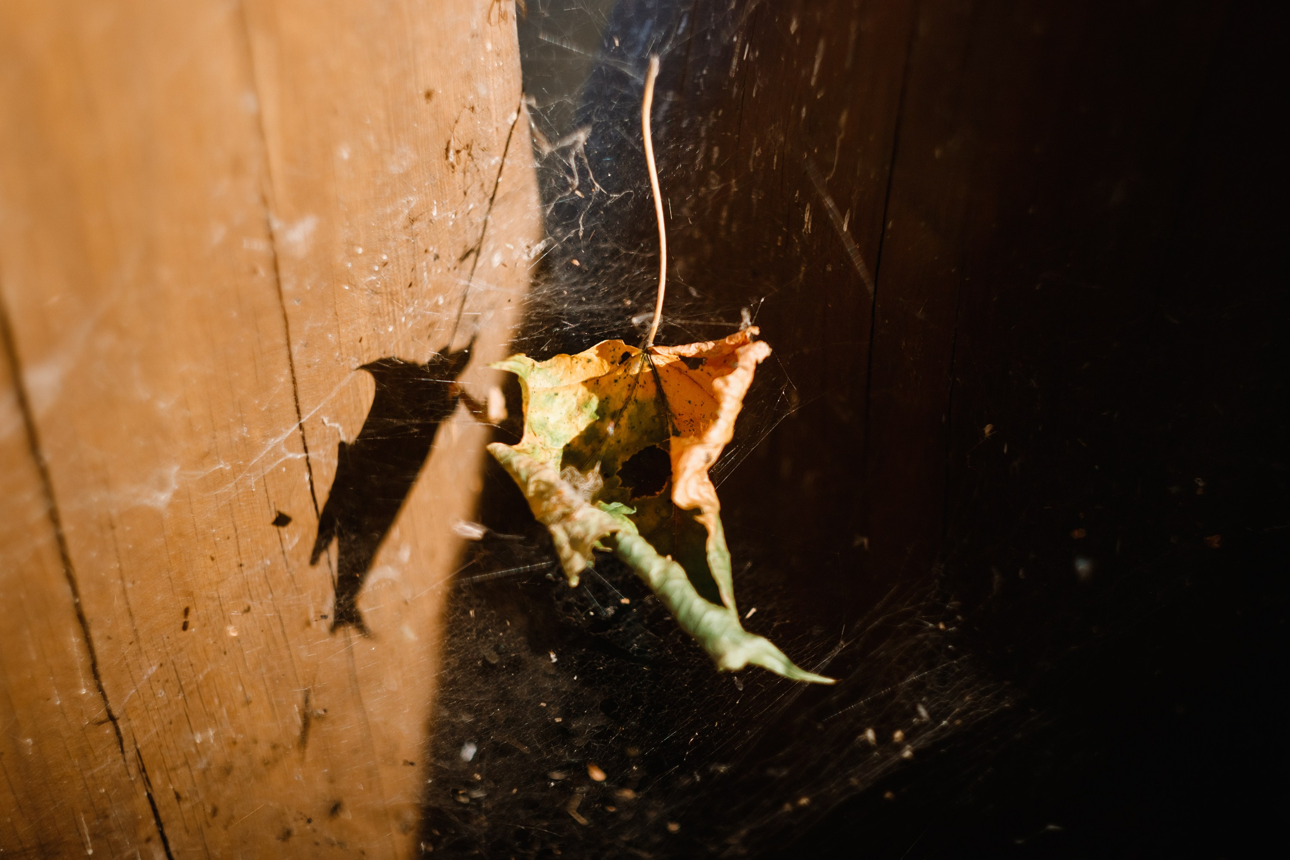 One small village in Grodno region. Kaja | fotograf we Wrocławiu | ludzie i psy