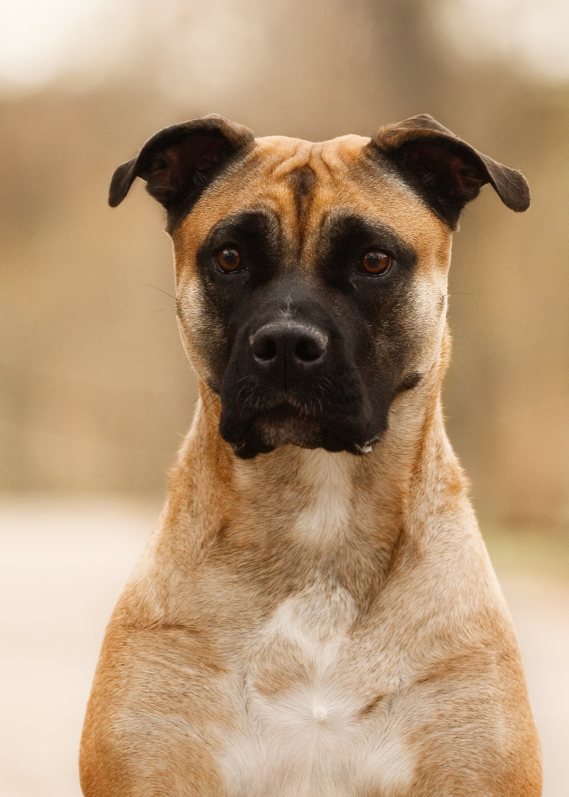 Spring ca de bou. Kaja | fotograf psów we Wrocławiu