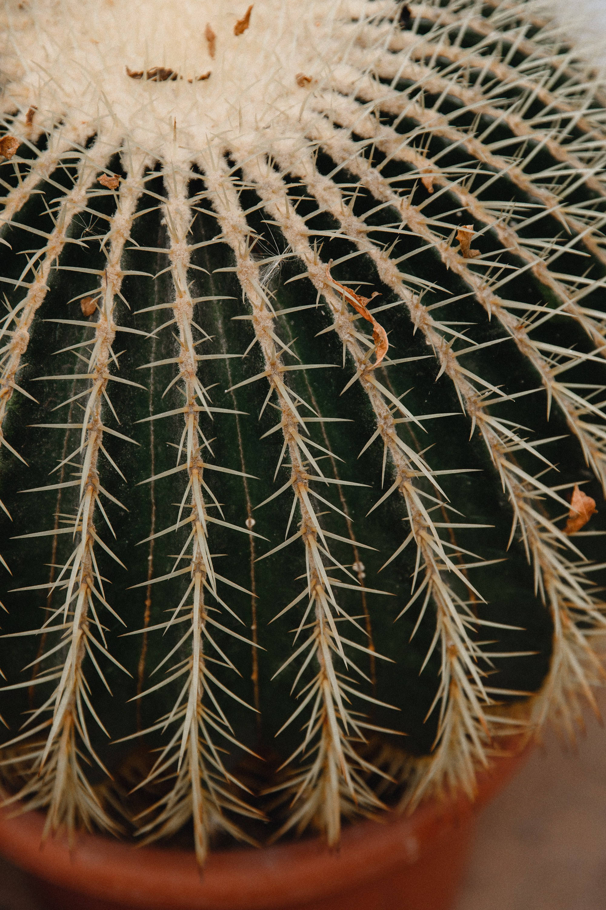 Botanical garden in Wroclaw. Kaja | fotograf we Wrocławiu | ludzie i psy