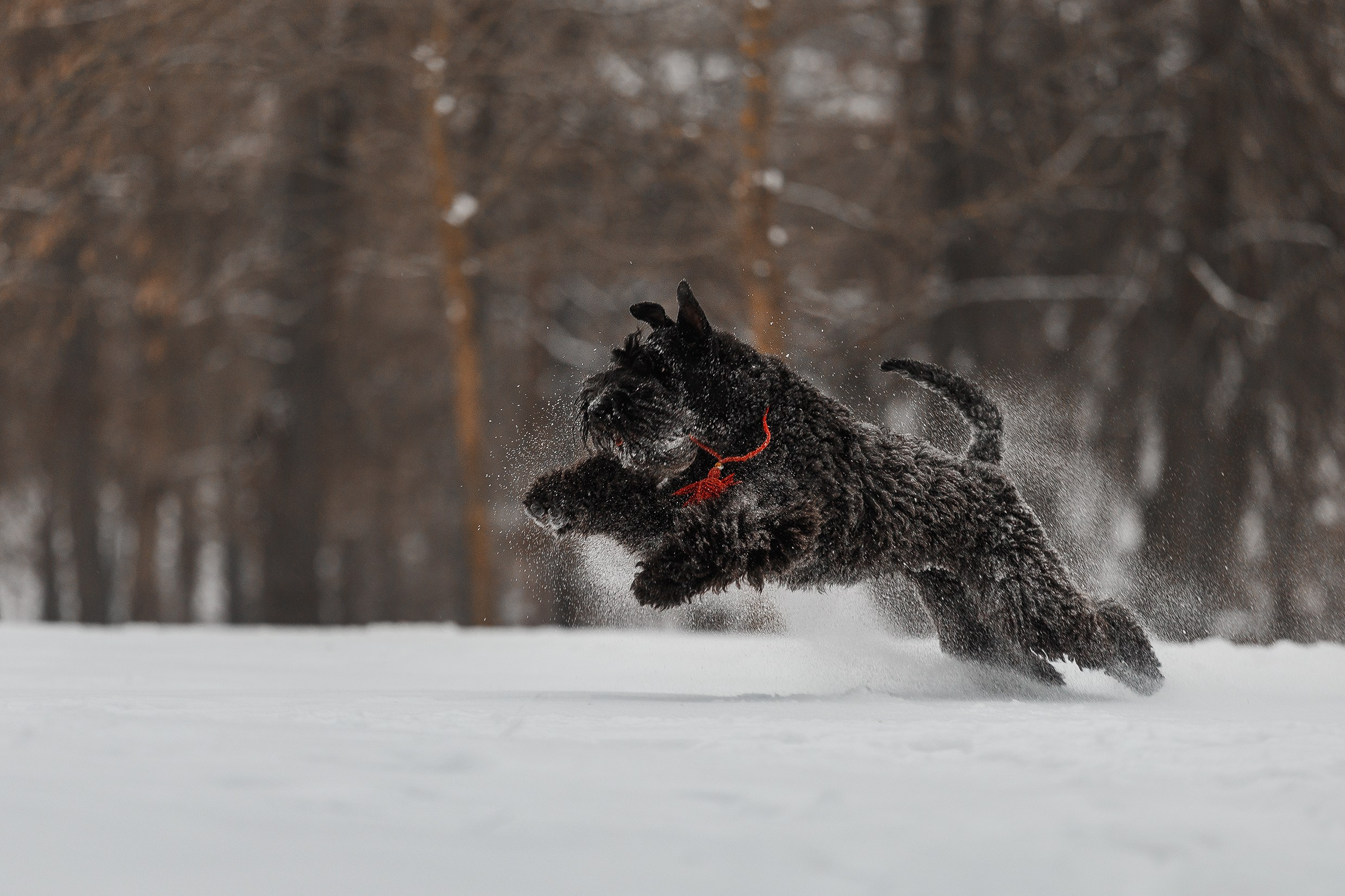 Kerry blue terrier & italian spinone. Kaja | fotograf we Wrocławiu | ludzie i psy