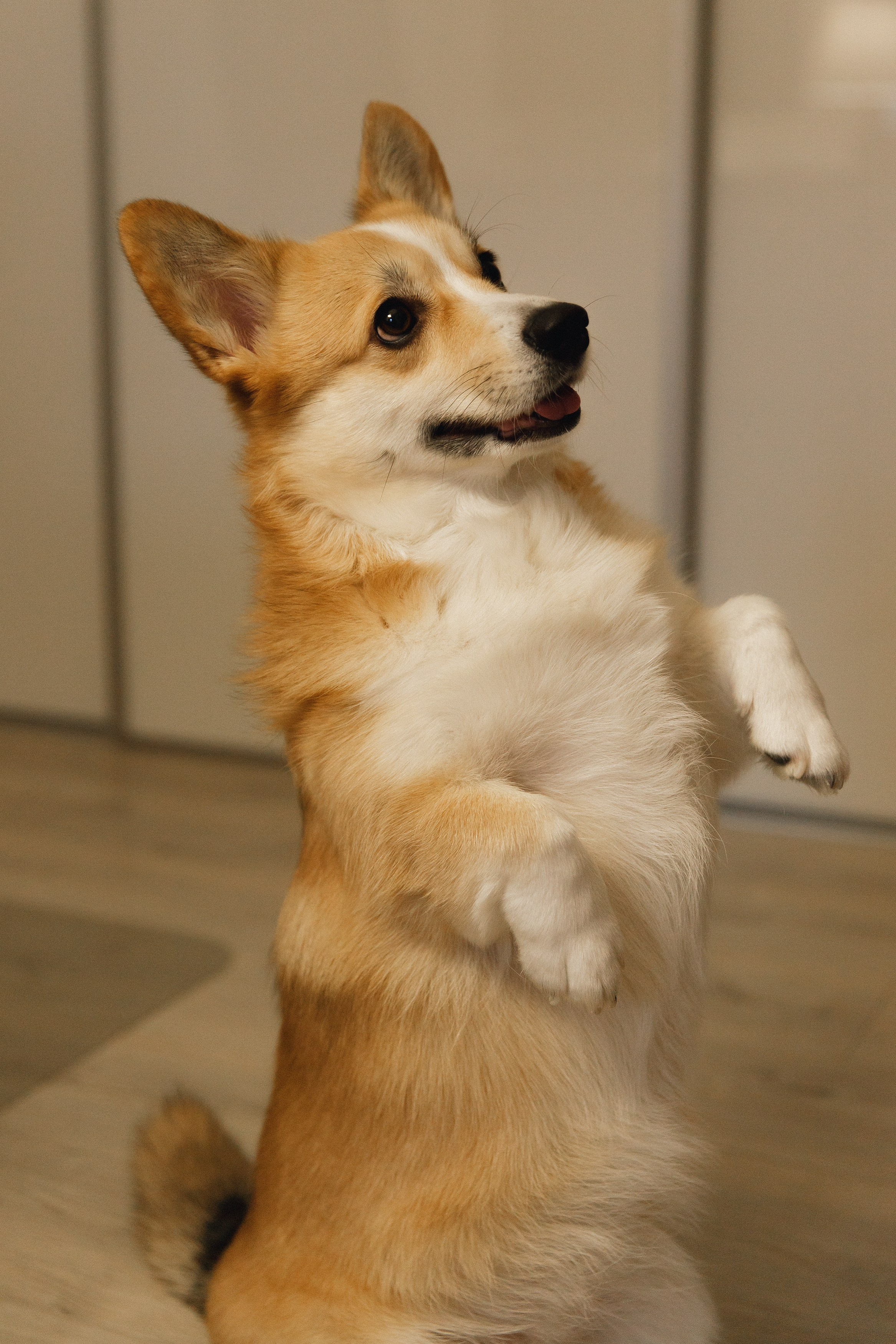 Dasha & Daisy. Kaja | fotograf psów we Wrocławiu