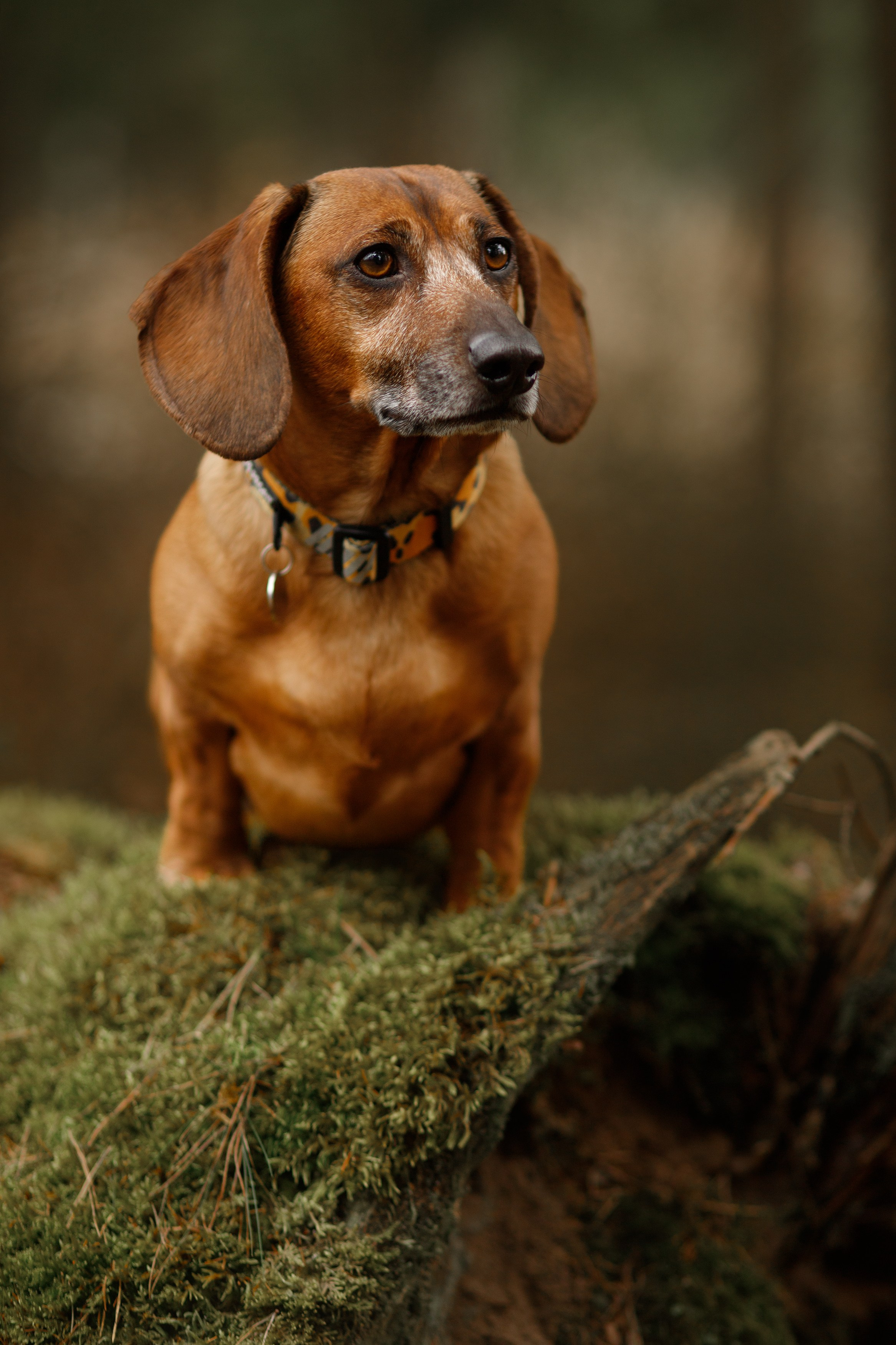 Ania, Franek & Vincent. Kaja | fotograf psów we Wrocławiu