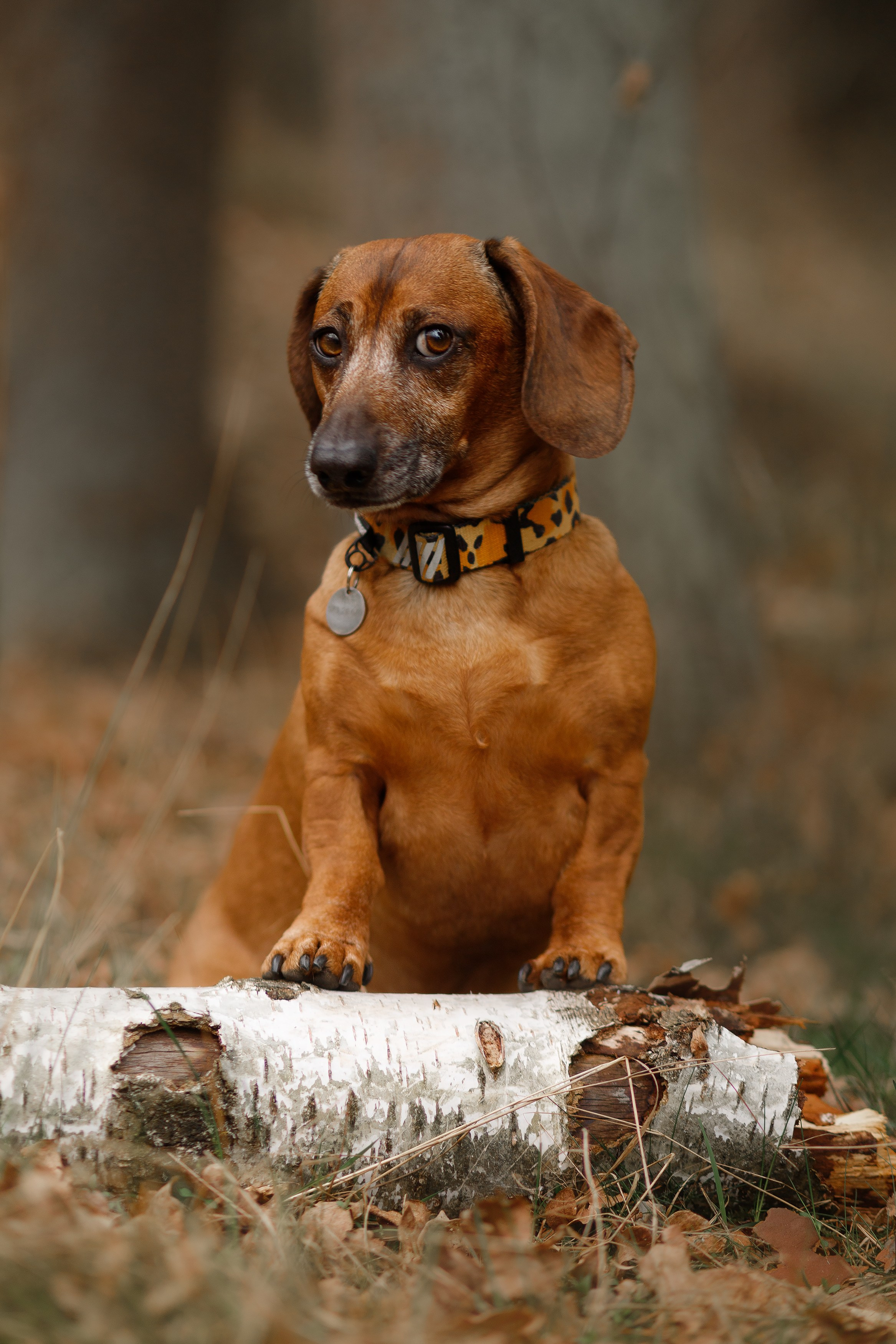 Ania, Franek & Vincent. Kaja | fotograf psów we Wrocławiu