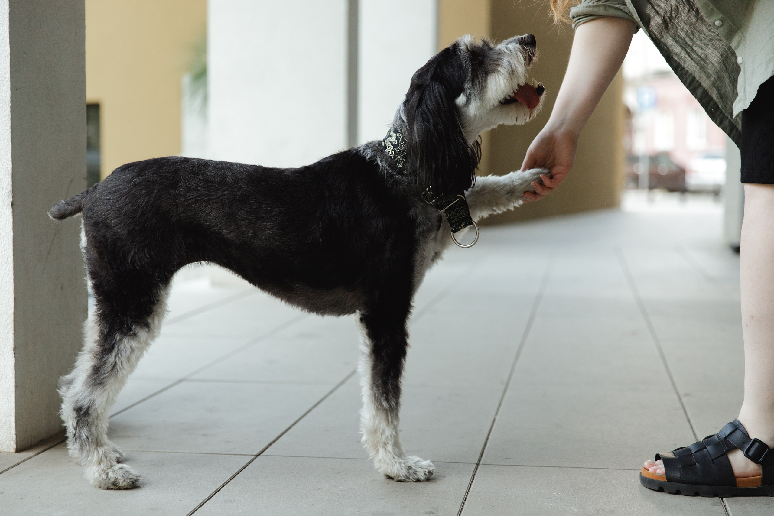 Lera & Flora. Kaja | fotograf we Wrocławiu | ludzie i psy
