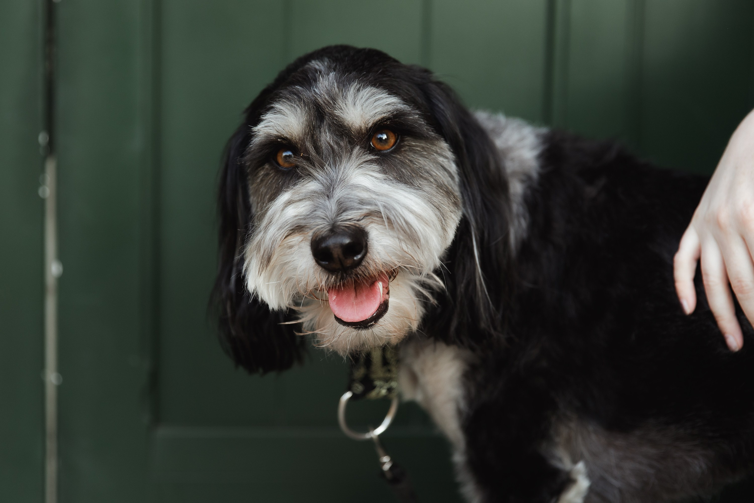 Lera & Flora. Kaja | fotograf we Wrocławiu | ludzie i psy