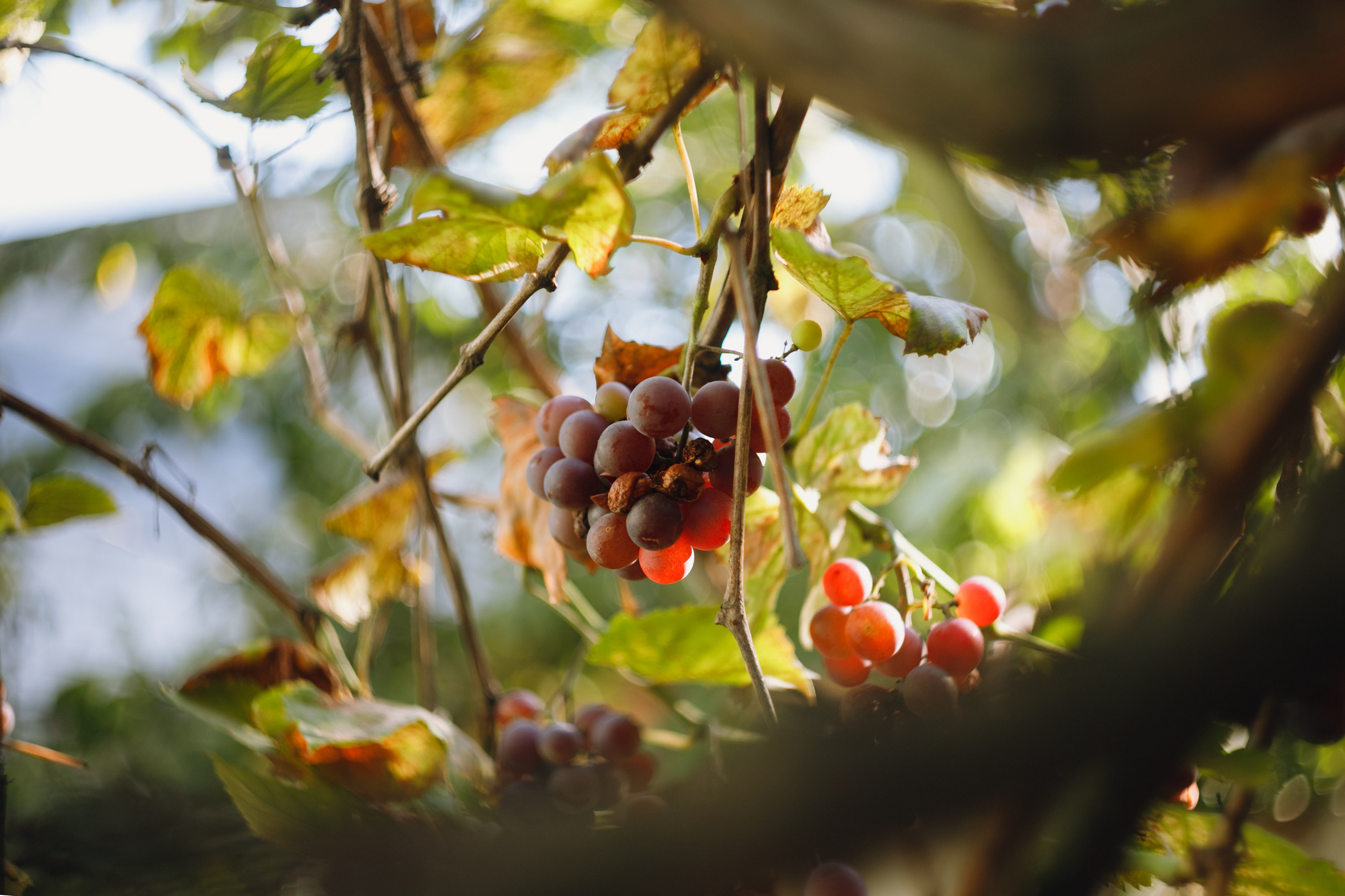 Grandmother's home in Brest. Kaja | fotograf we Wrocławiu | ludzie i psy