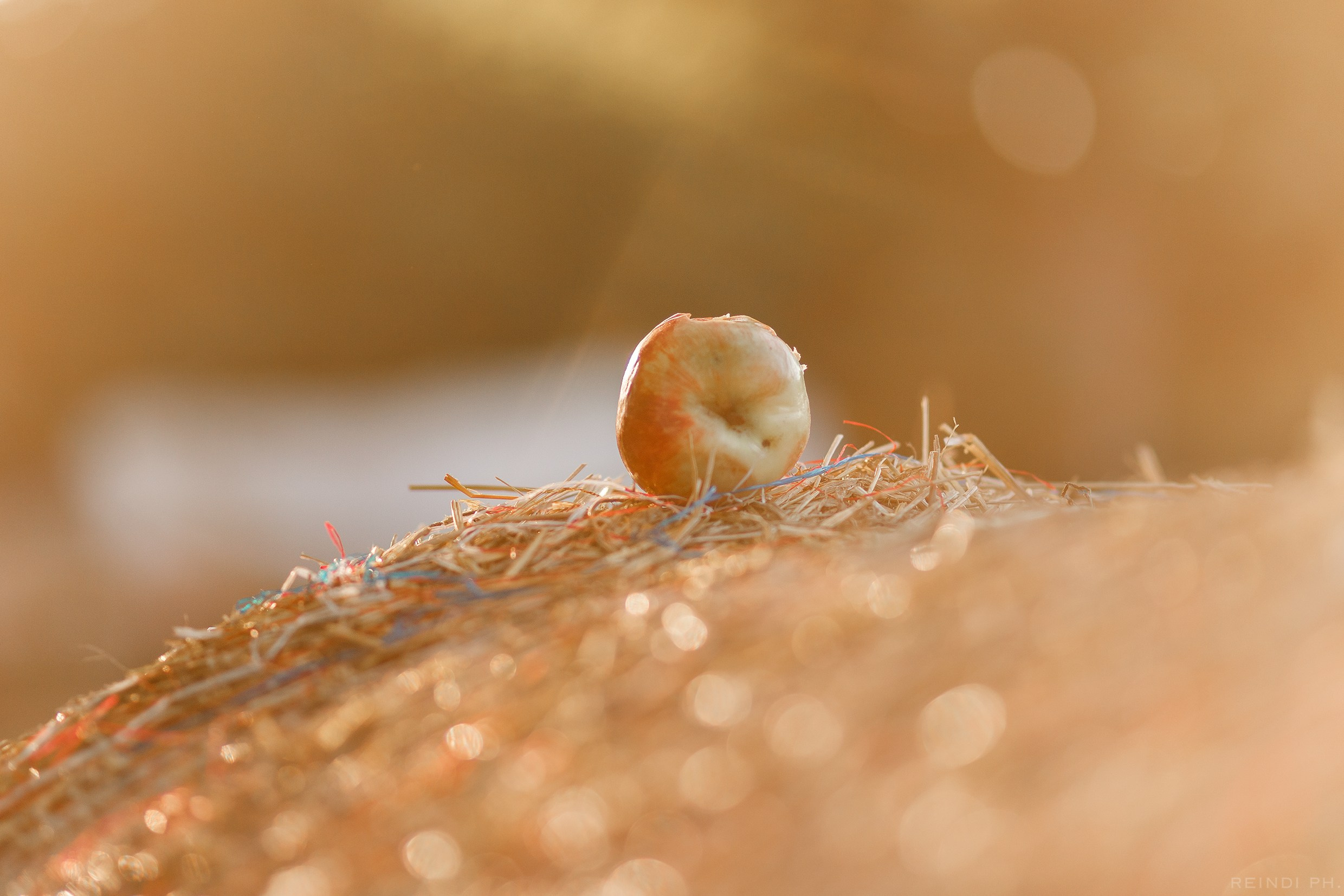 Horse show in the village. Kaja | fotograf we Wrocławiu | ludzie i psy