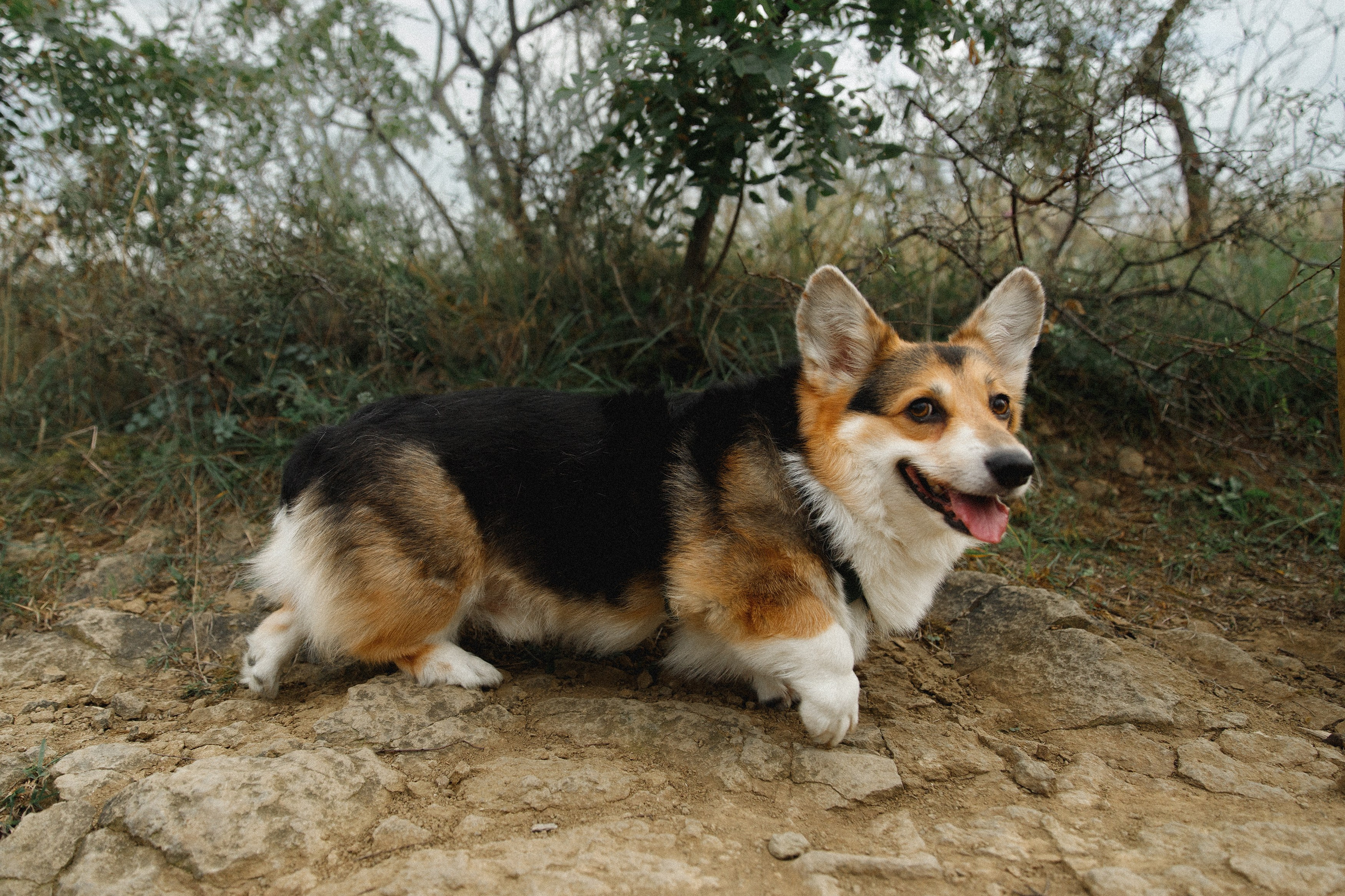 Sasha & Leonid. Kaja | fotograf psów we Wrocławiu