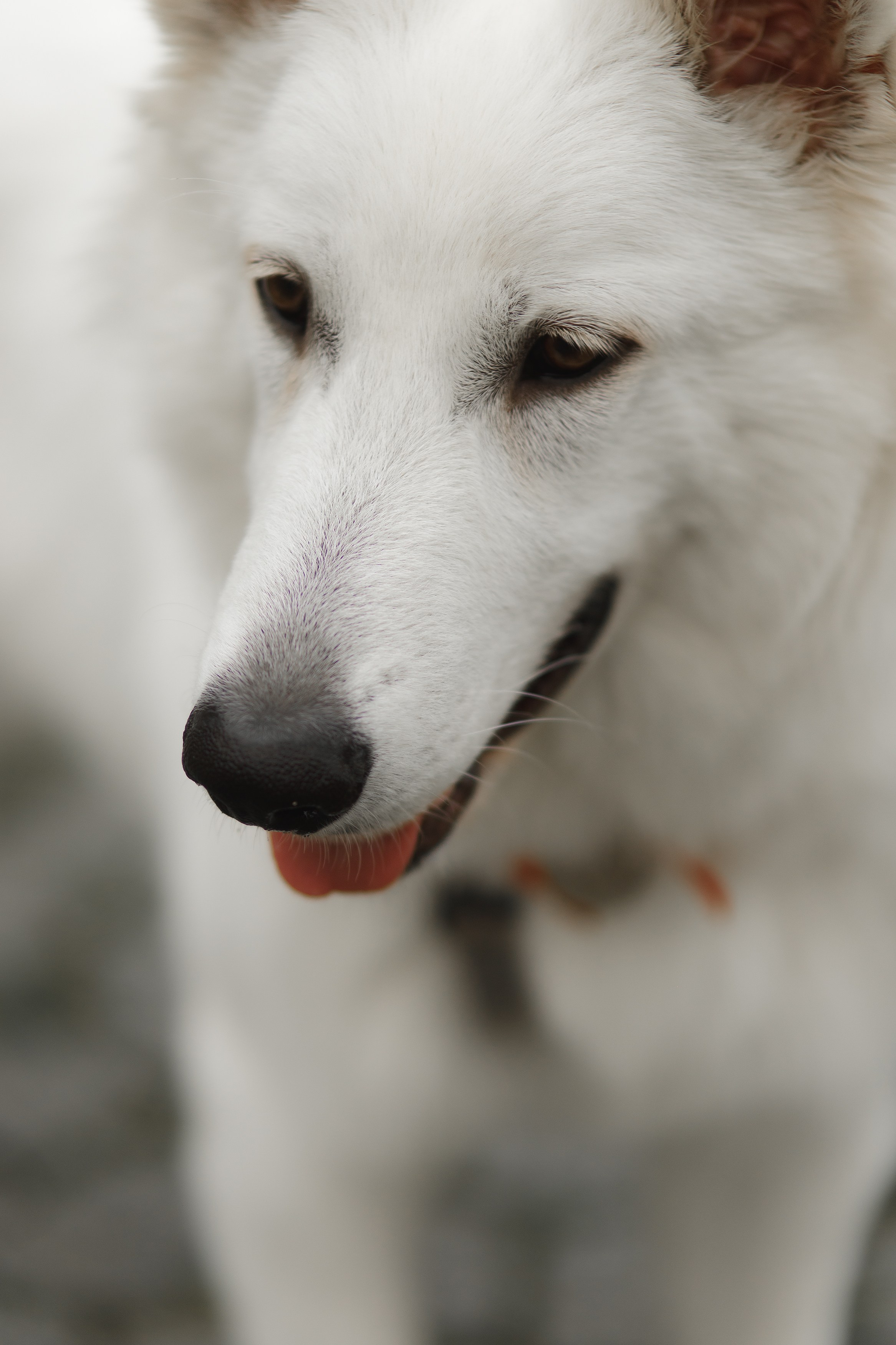 Astra in Leipzig. Kaja | fotograf we Wrocławiu | ludzie i psy