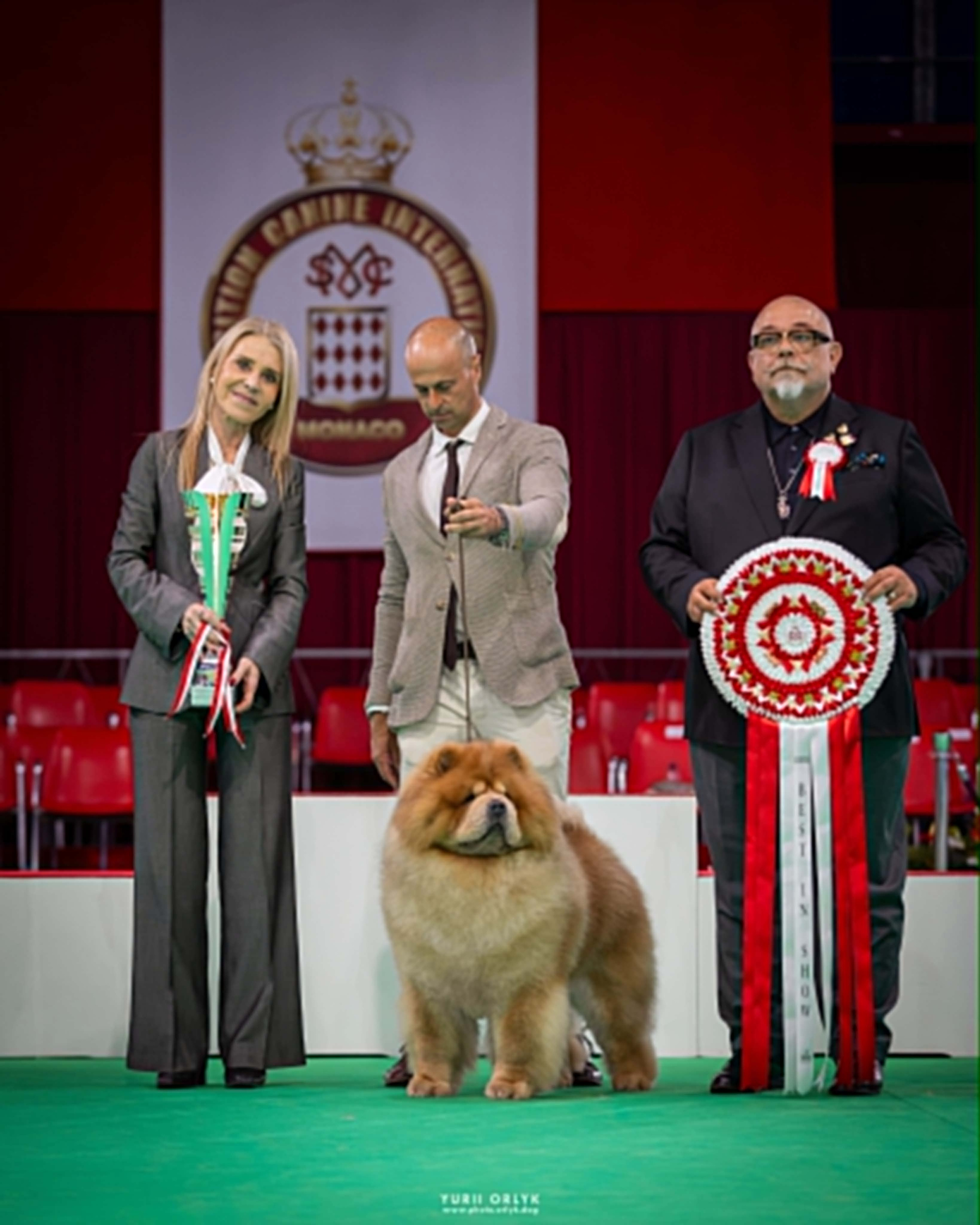 Dog Shows. Yurii Orlyk Photography