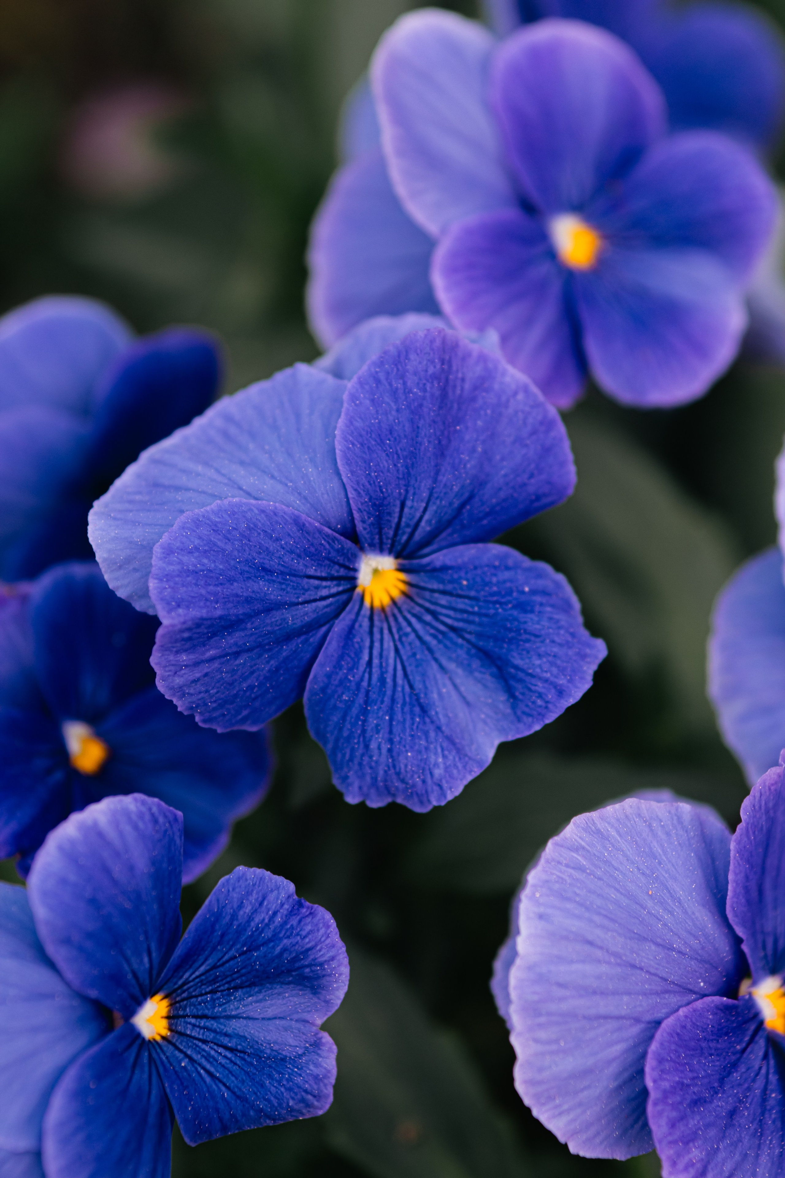 Flower photographs. Look Around You