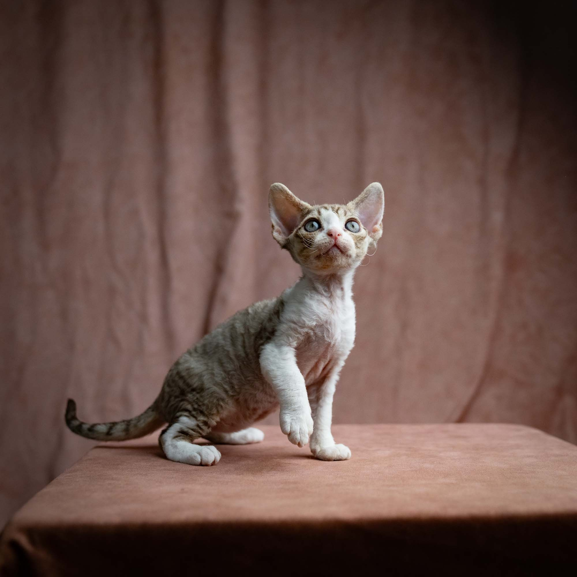 Sebastian, boy, born 05.15.26. Devon Rex Pixie Cattery