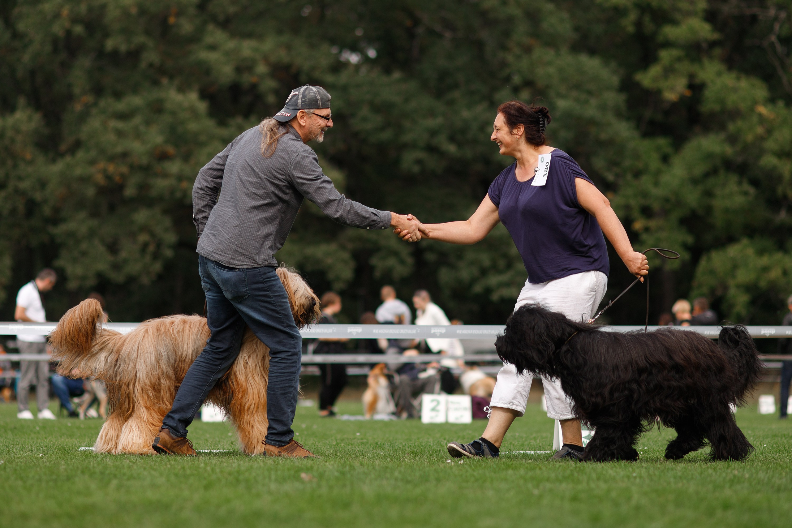 Dog shows | the best ones. Kaja | fotograf psów we Wrocławiu