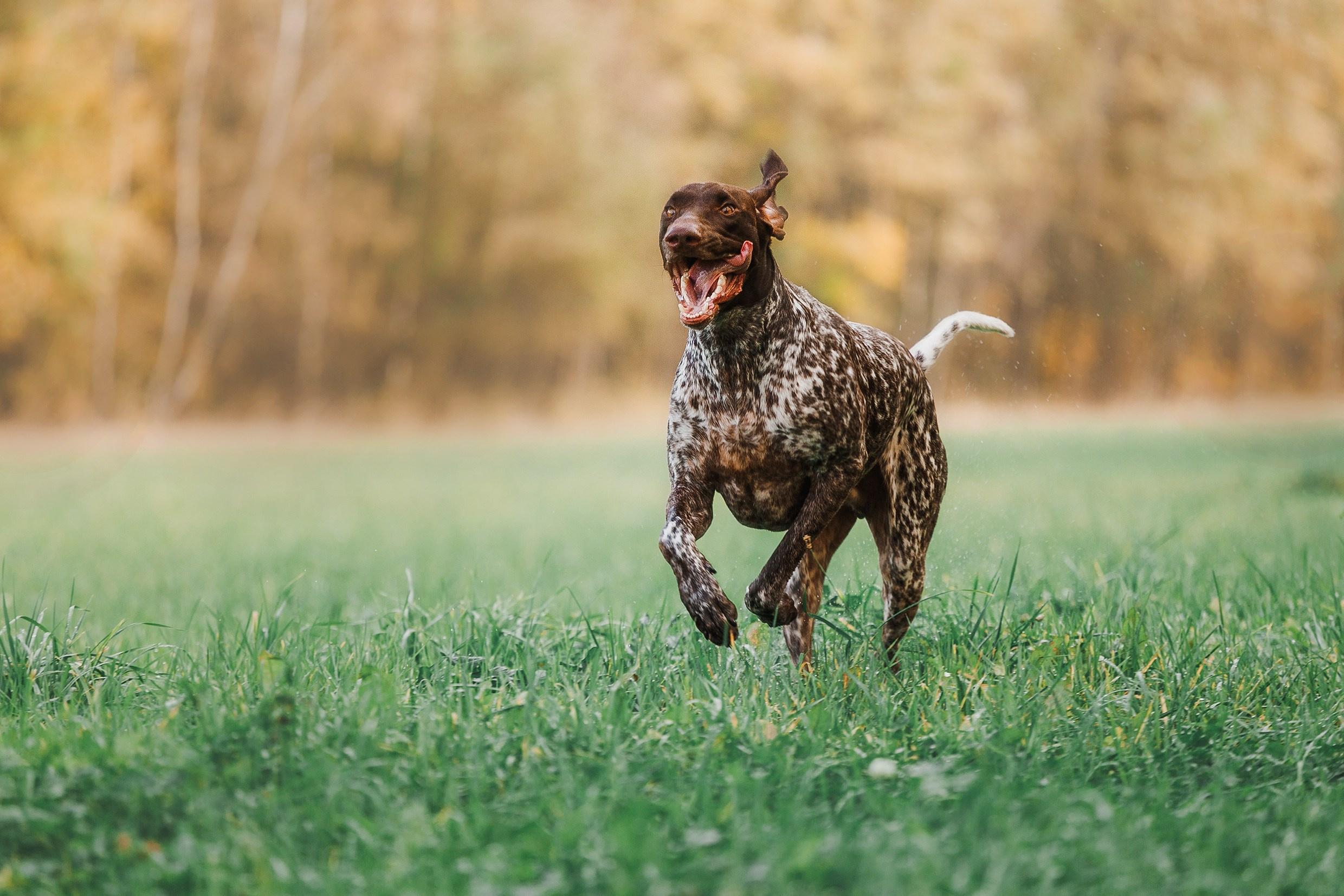 «Kasmach» dogs ammunition. Kaja | fotograf we Wrocławiu | ludzie i psy