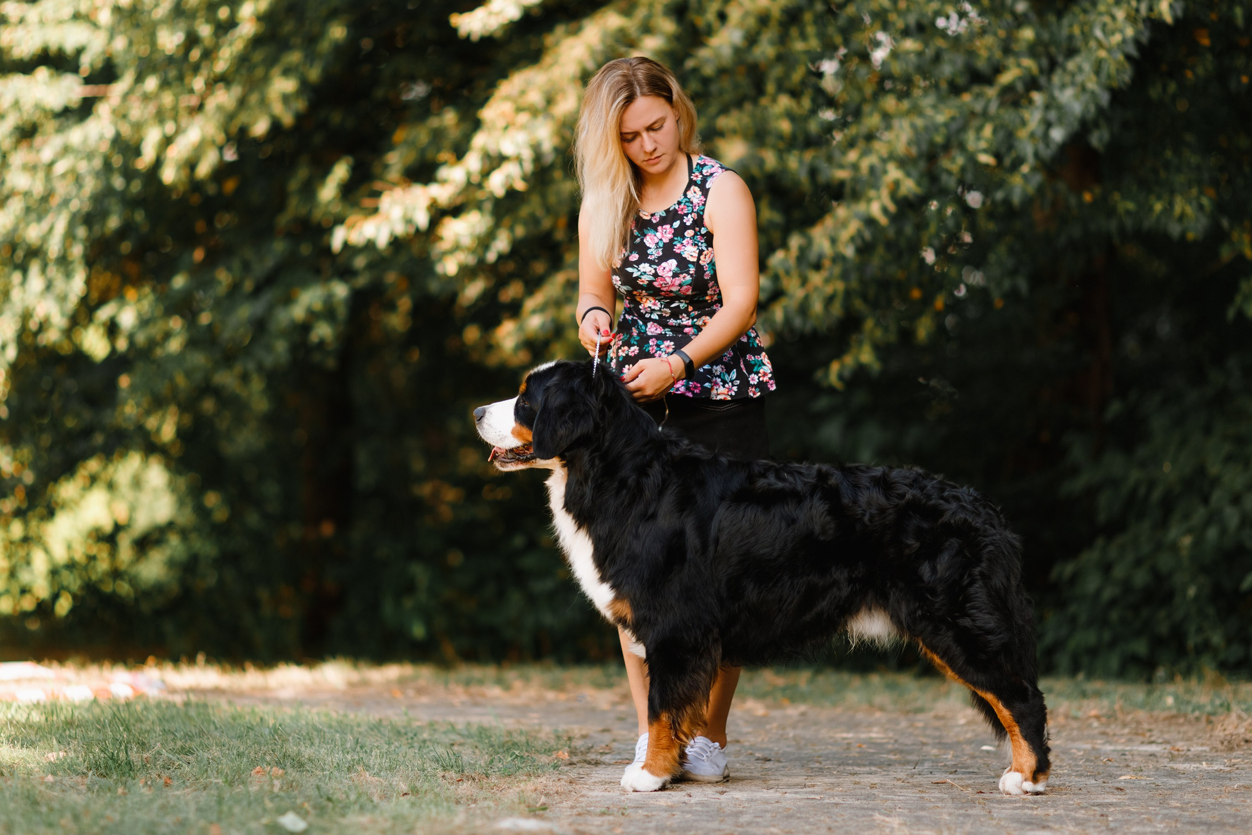 Dog shows | the best ones. Kaja | fotograf psów we Wrocławiu