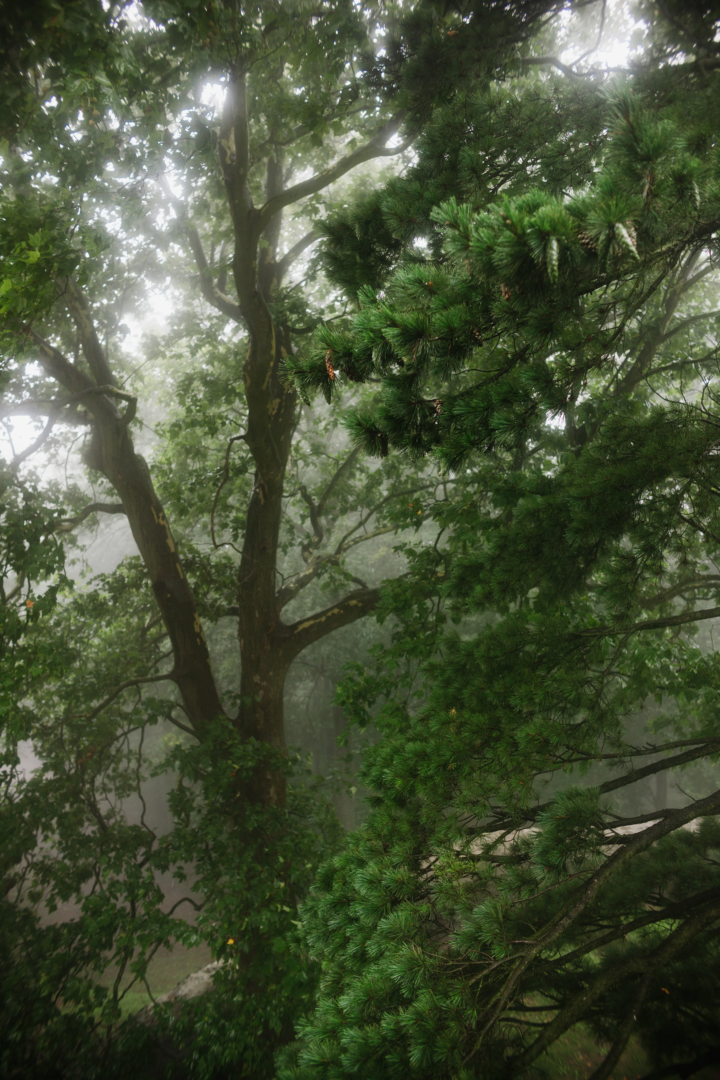 Zamek Grodziec. Kaja | fotograf psów we Wrocławiu