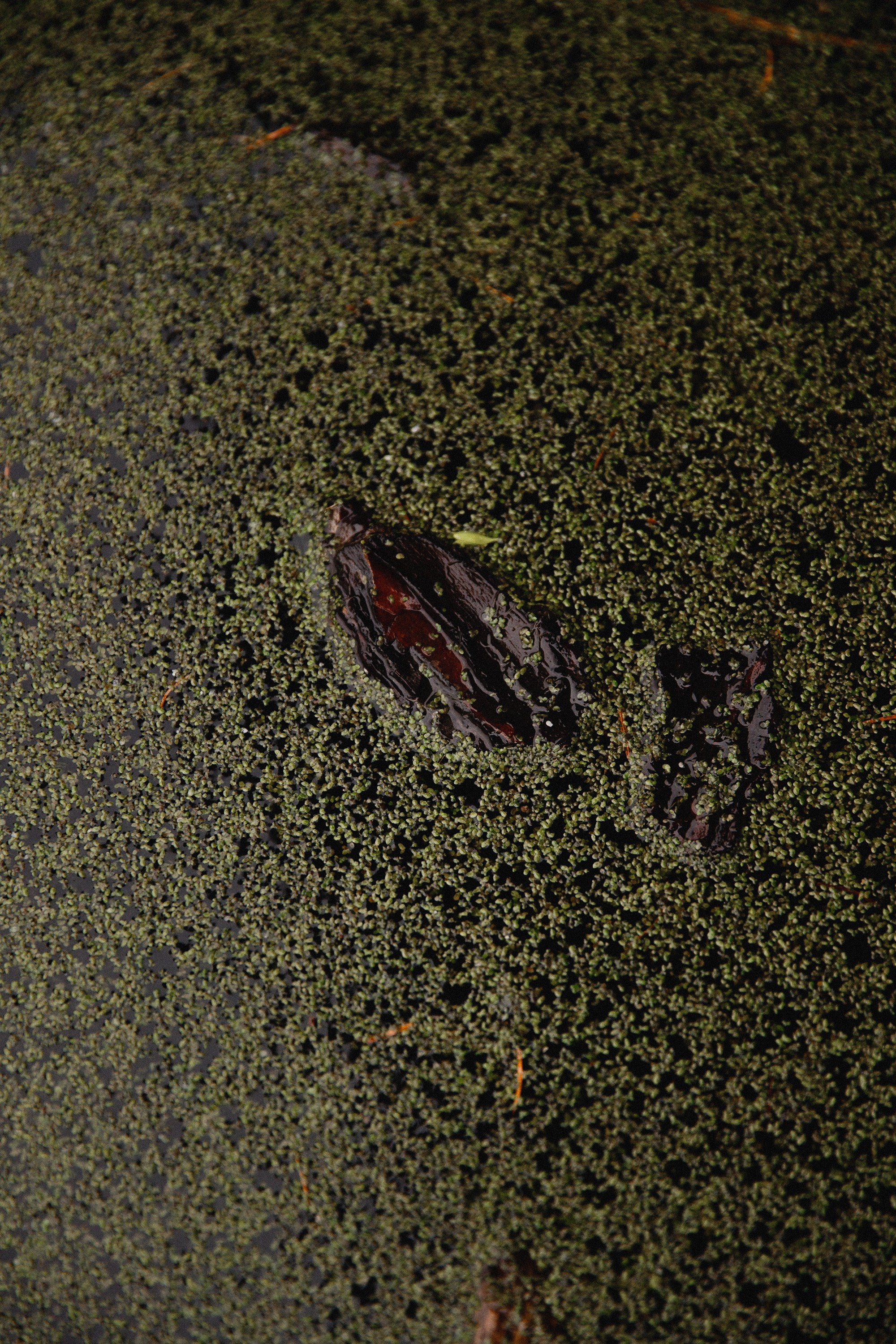 Botanical garden in Wroclaw. Kaja | fotograf we Wrocławiu | ludzie i psy