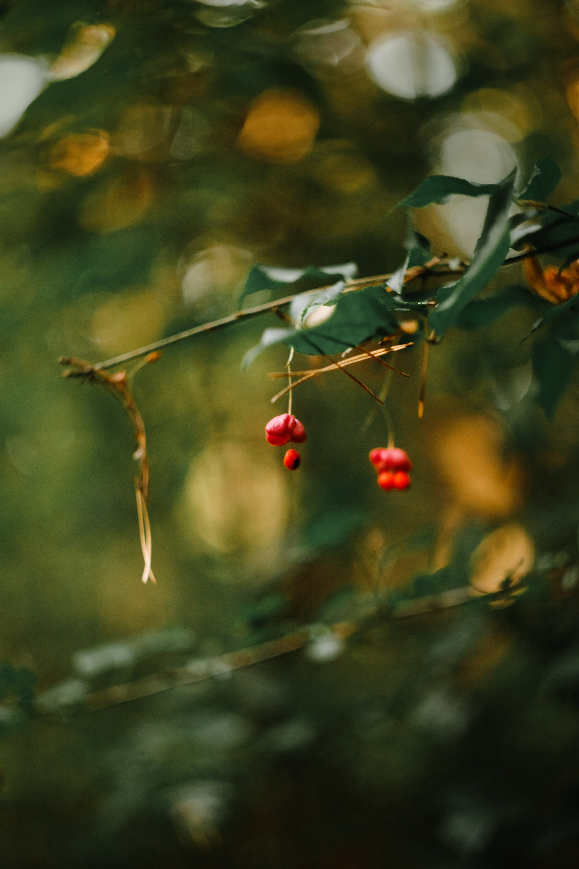 Grodno. Kaja | fotograf we Wrocławiu | ludzie i psy