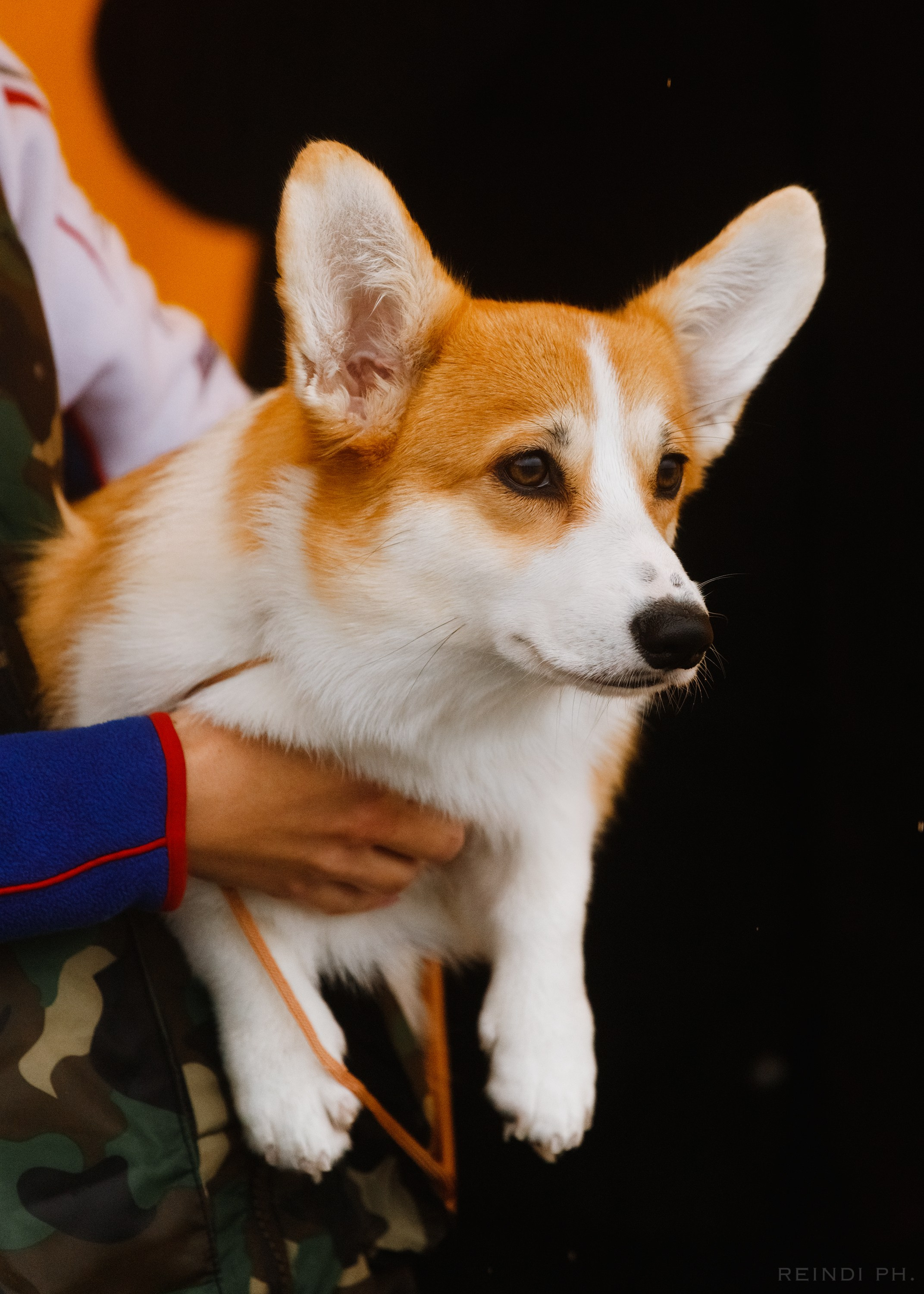 Rainy dog show in Grodno. Kaja | fotograf we Wrocławiu | ludzie i psy