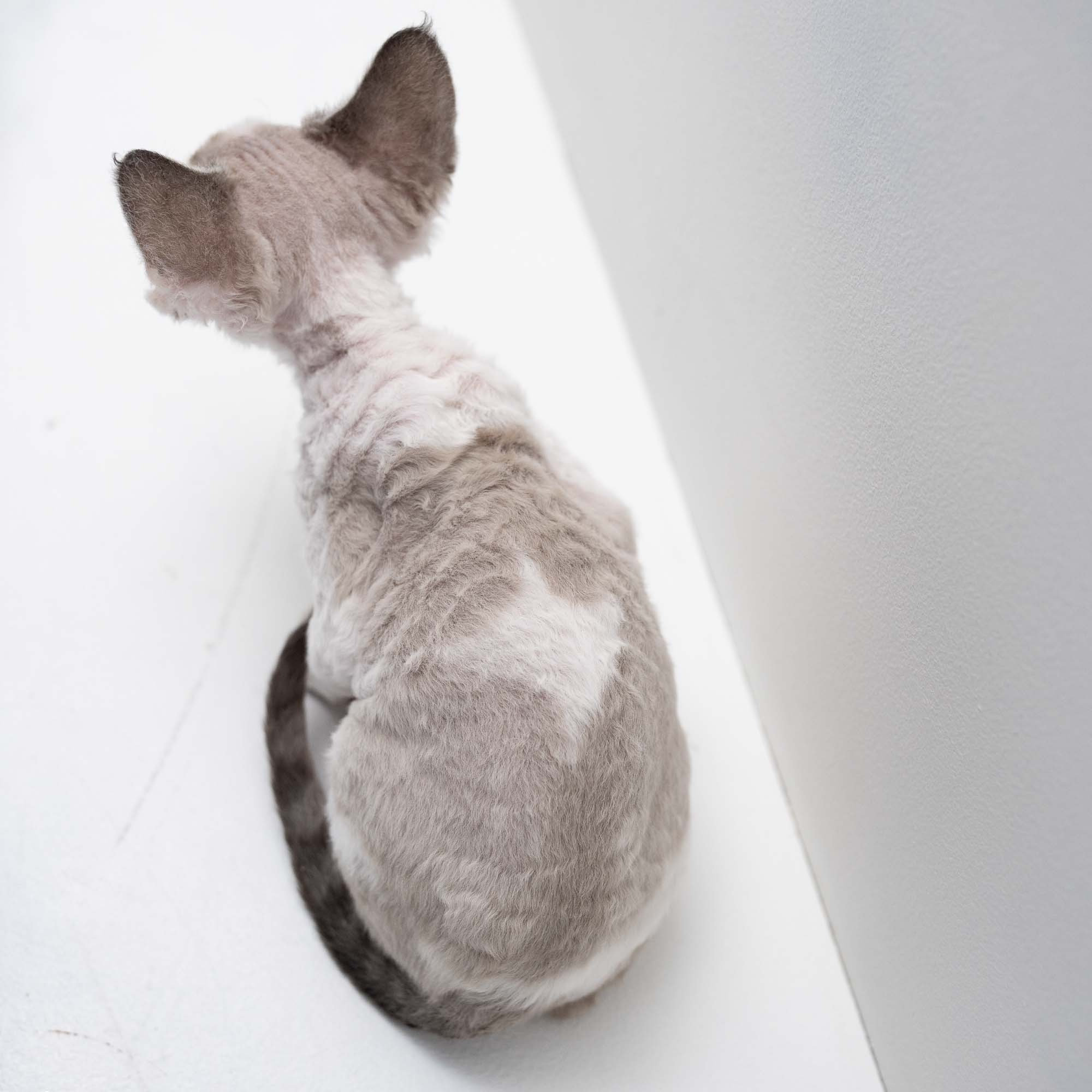 Frodo, boy, born on 01.01.25. Devon Rex Pixie Cattery