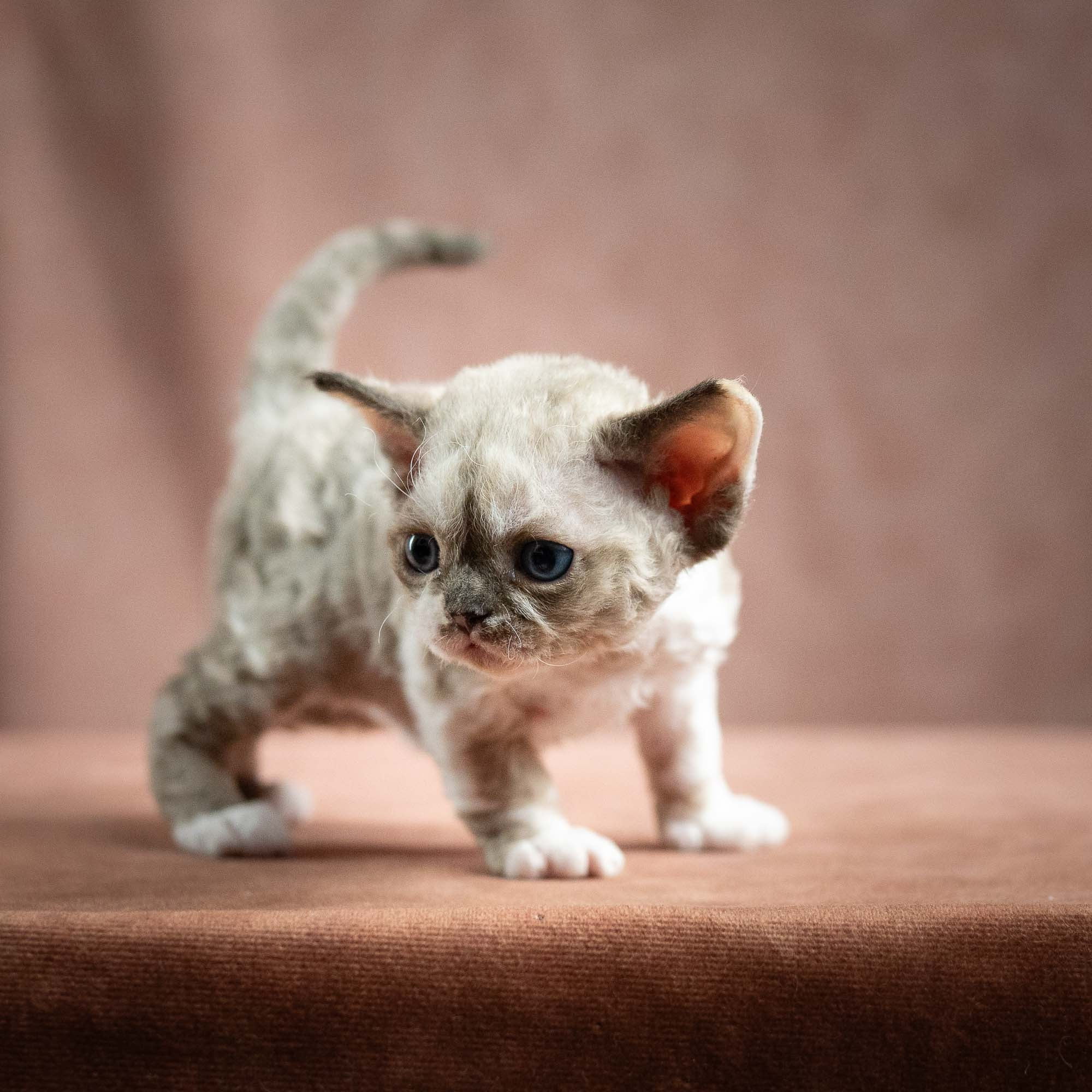 Thalia, girl, born 01.17.26. Devon Rex Pixie Cattery