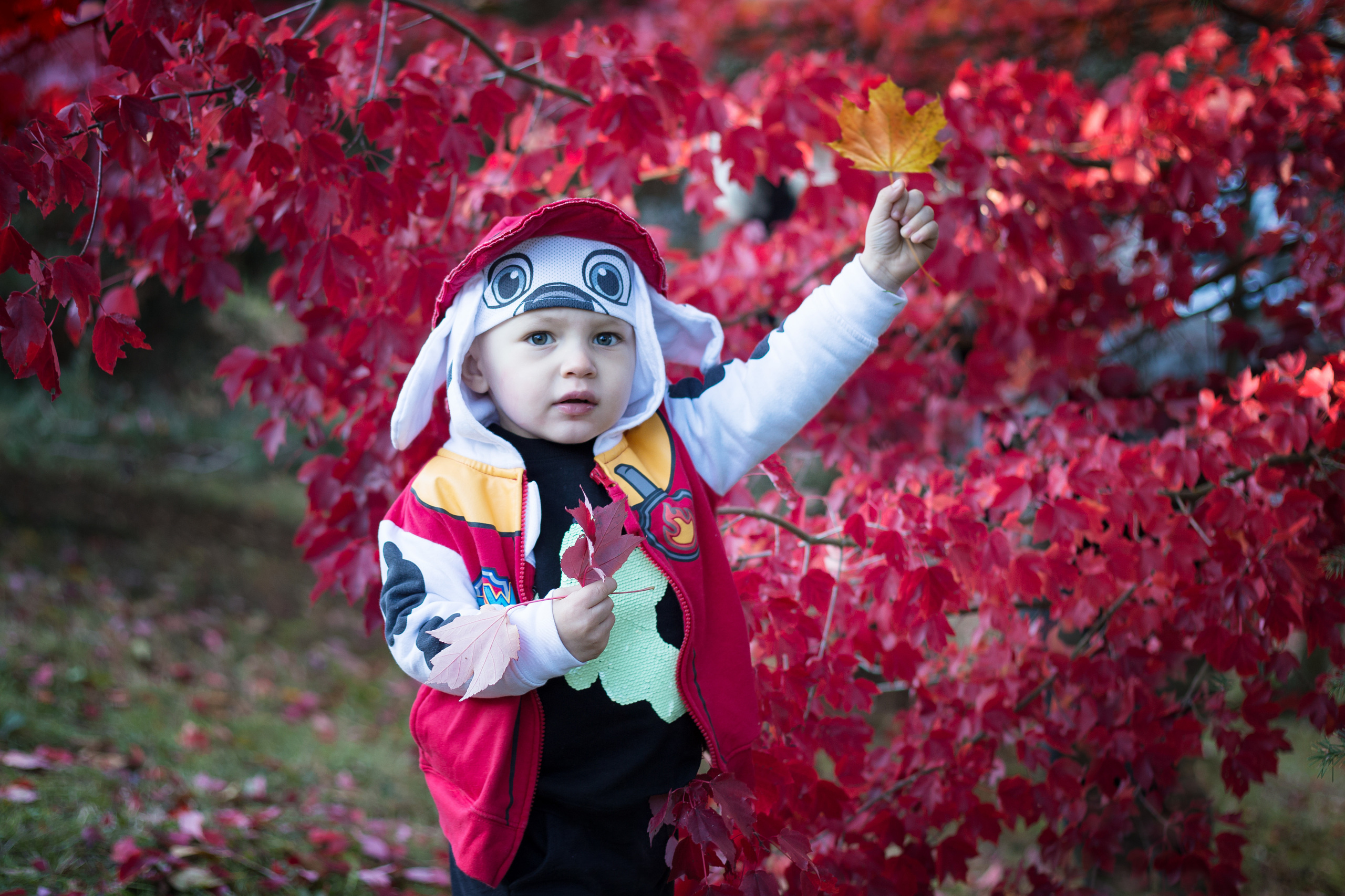 Fall. YuAnna studio. Family & Kids Photographer in Seattle area, located in