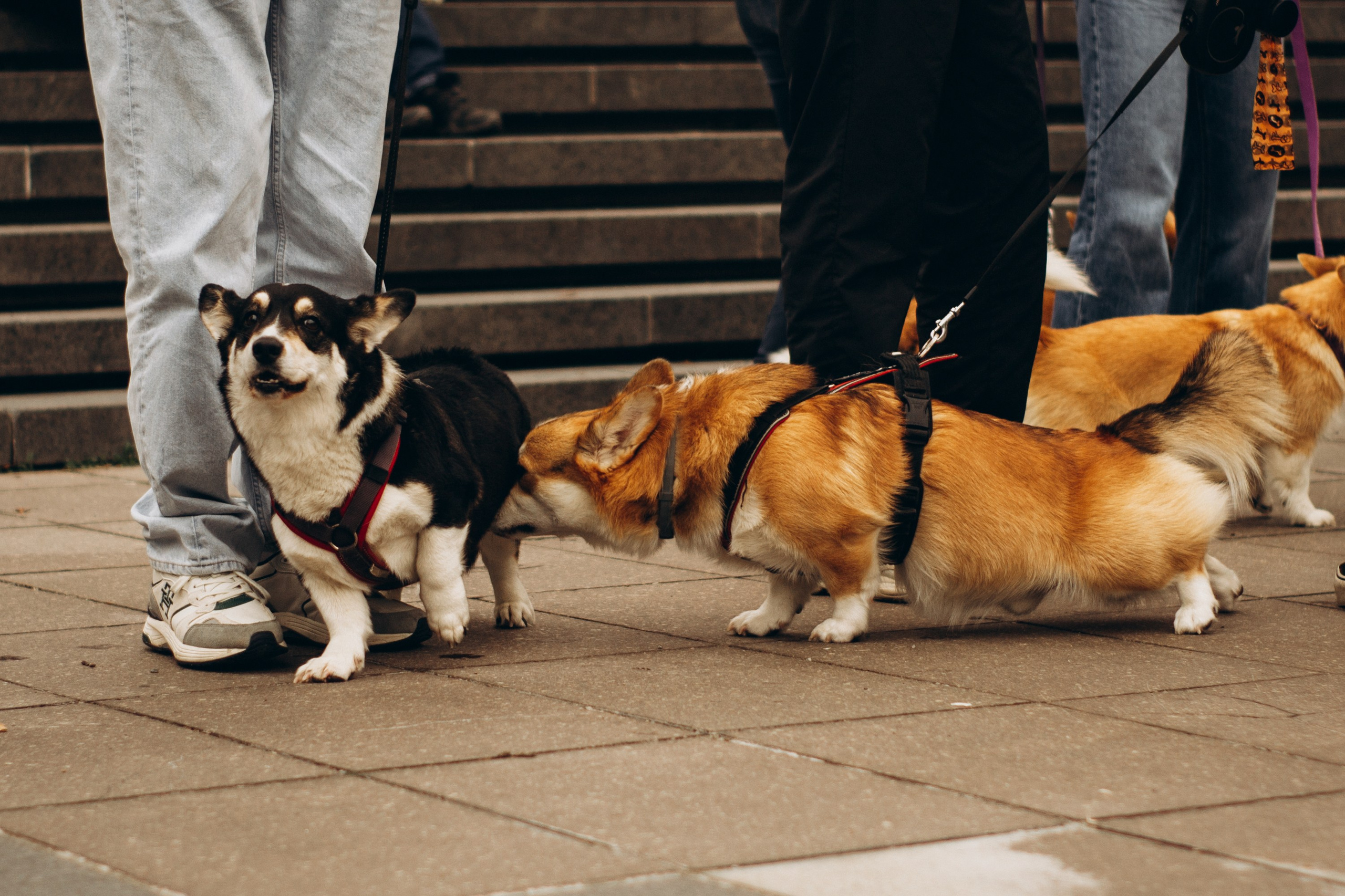 Corgi party, september. Kat Laisaar — Pet photographer in Tallinn