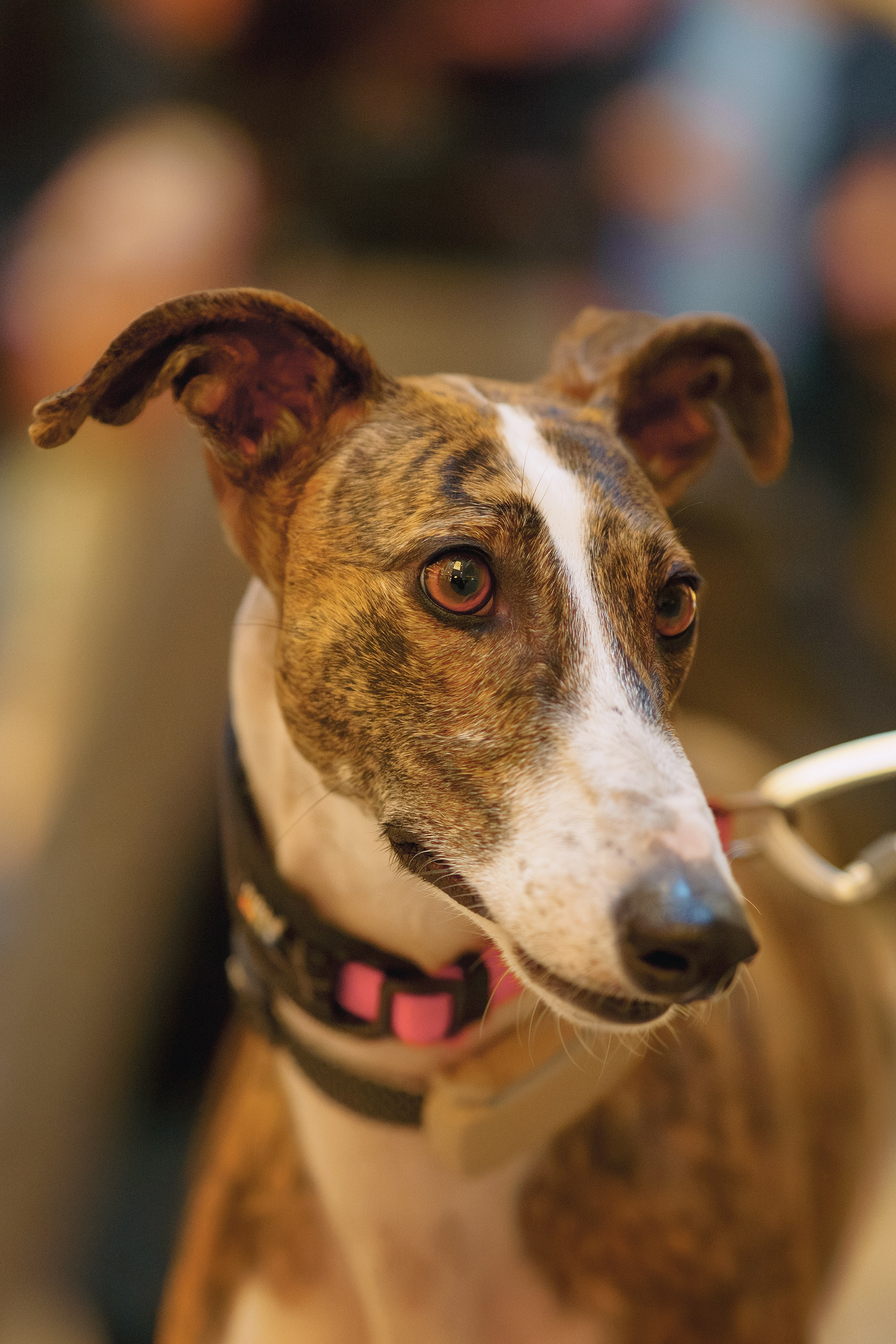 GalgoTreff / Solaris keskus 16 november. Kat Laisaar — Pet photographer in Tallinn