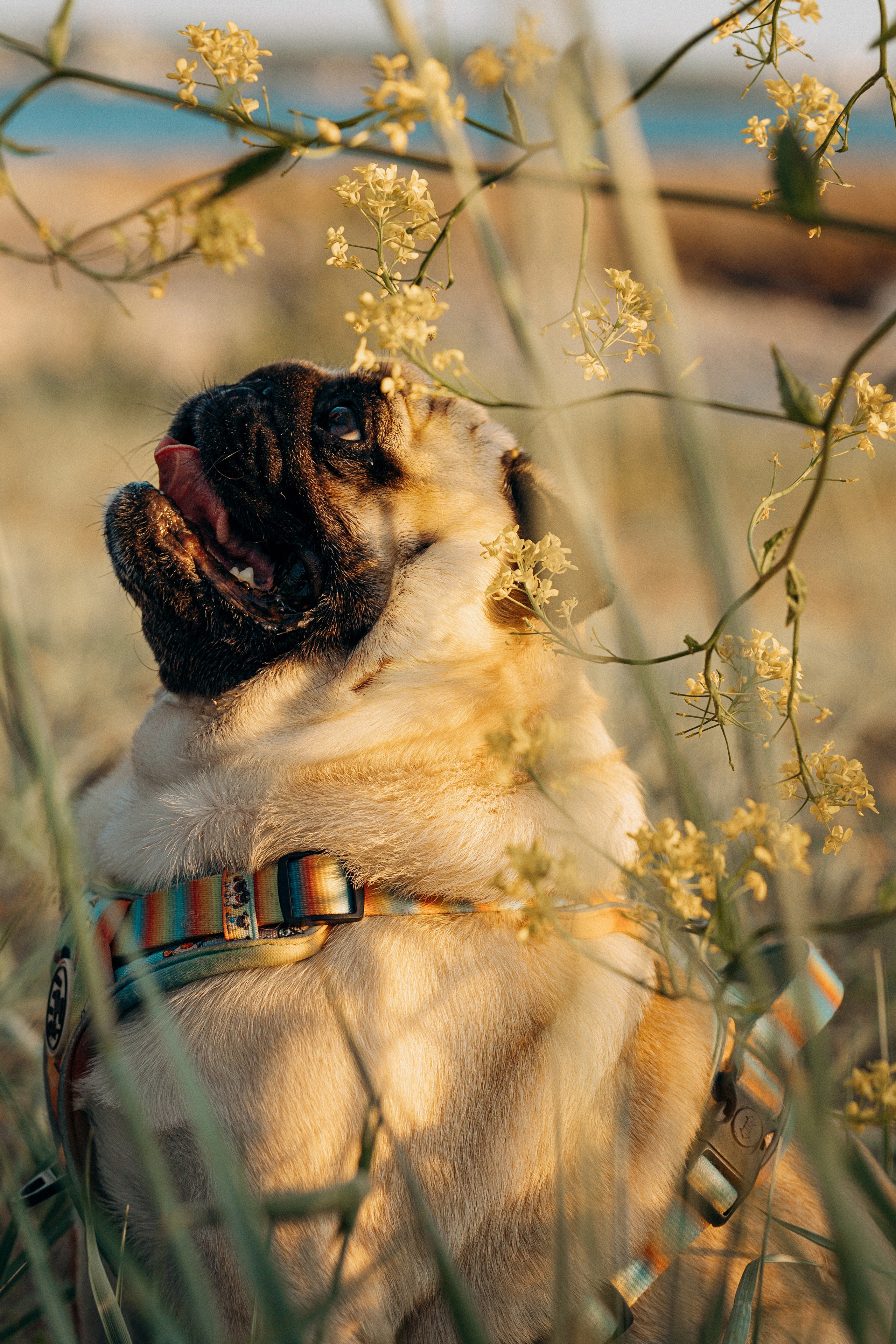Frank, Tony, Katerina & Lev. Kat Laisaar — Pet photographer in Tallinn
