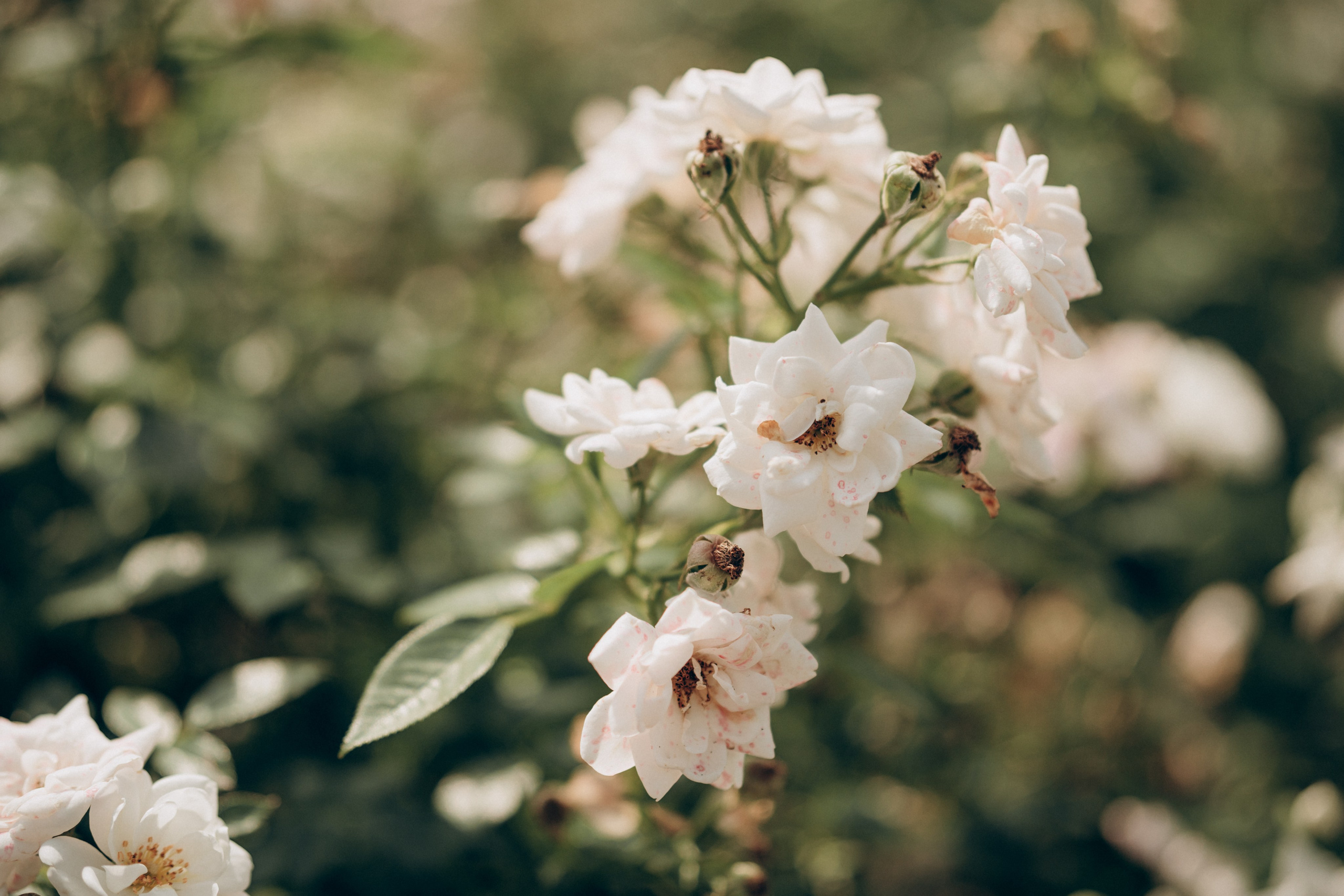 Natalia, Janik, Nusha & Betty. Фотограф-анималист в Таллинне, Катя Лайсаар