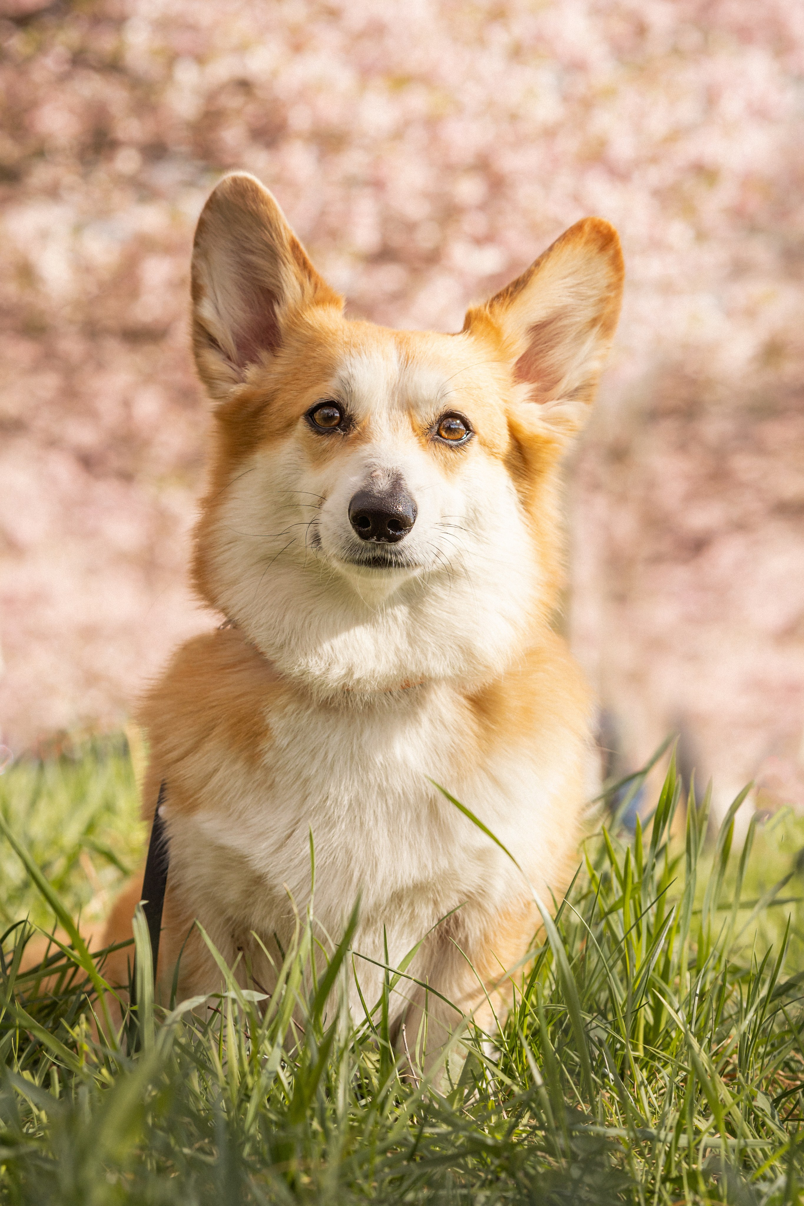 Corgis in Sakura blossom. Kat Laisaar — Pet photographer in Tallinn
