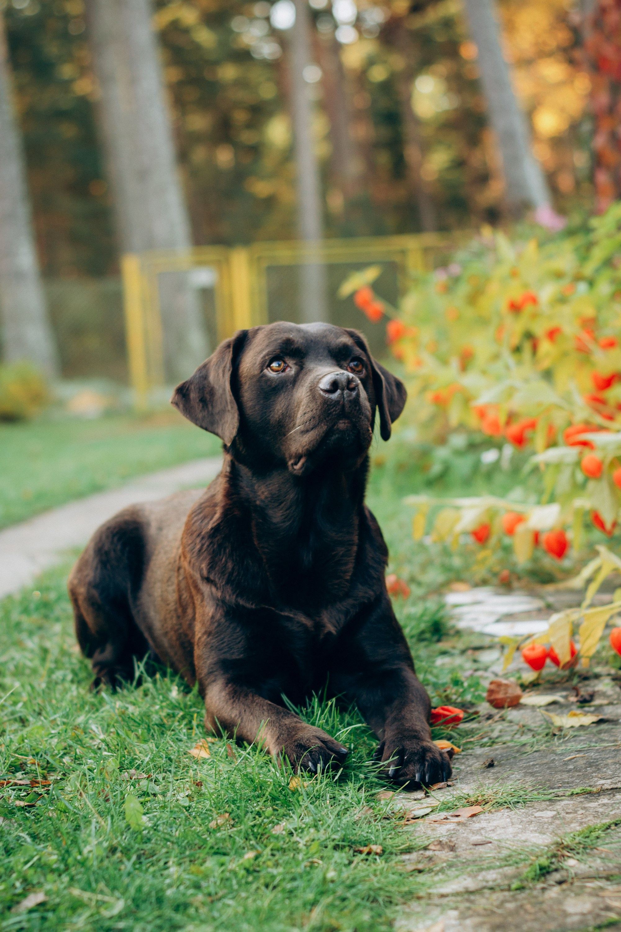 Harvi, chocolate Labrador Retriever. Kat Laisaar — Pet photographer in Tallinn
