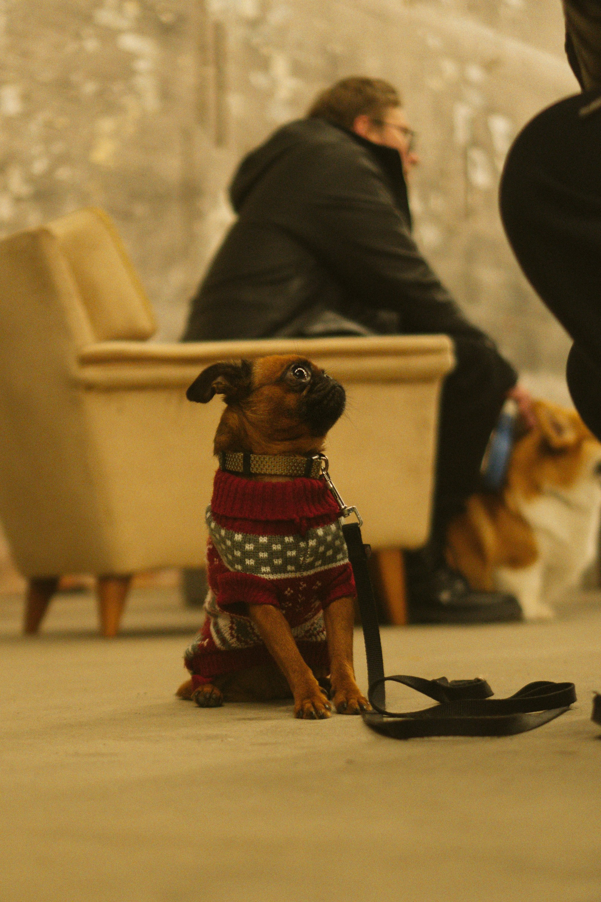 Corgi Fest, Christmas edition. Kat Laisaar — Pet photographer in Tallinn