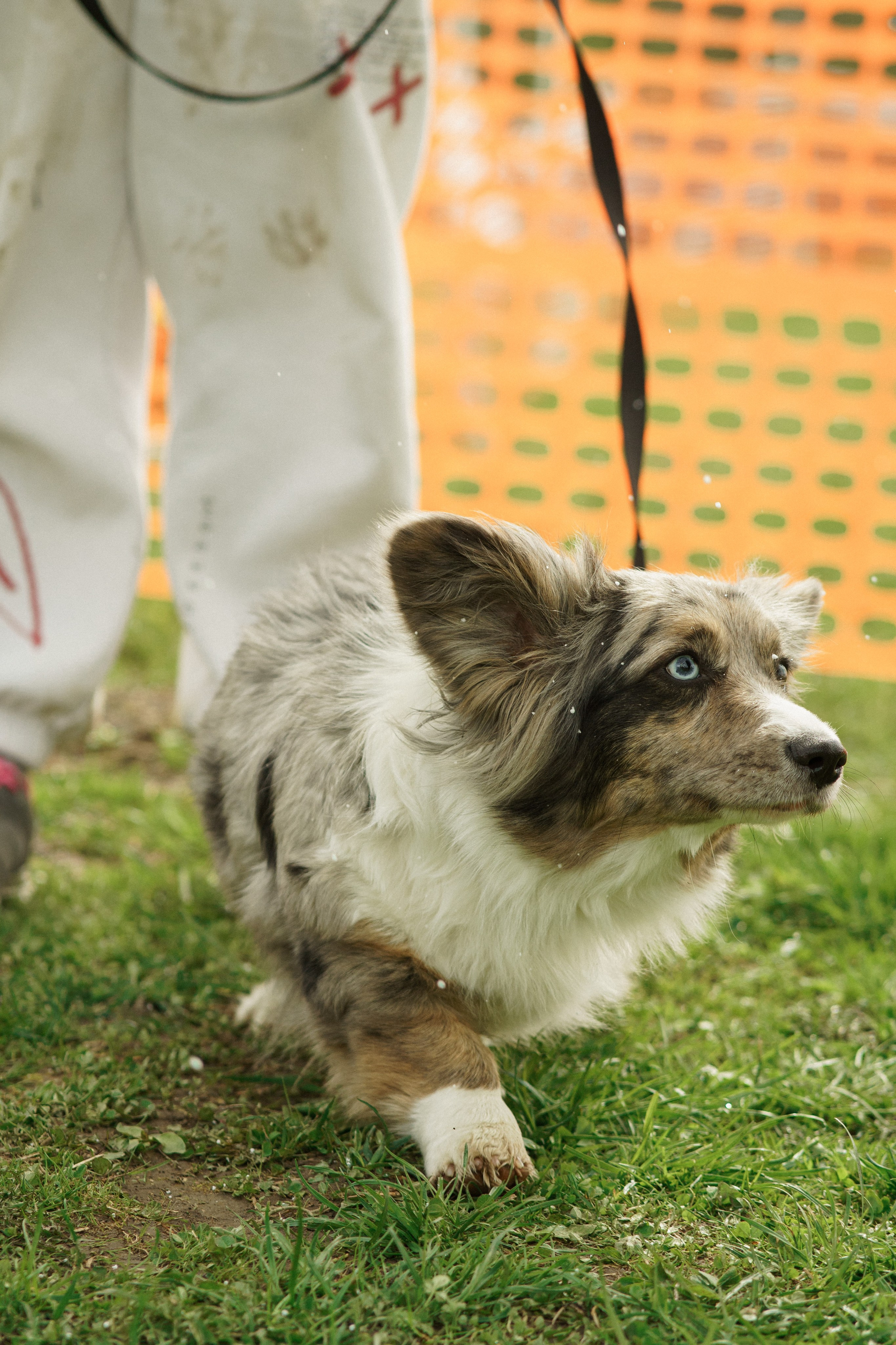 Herding Days, 26 apr. 2025. Kat Laisaar — Pet photographer in Tallinn
