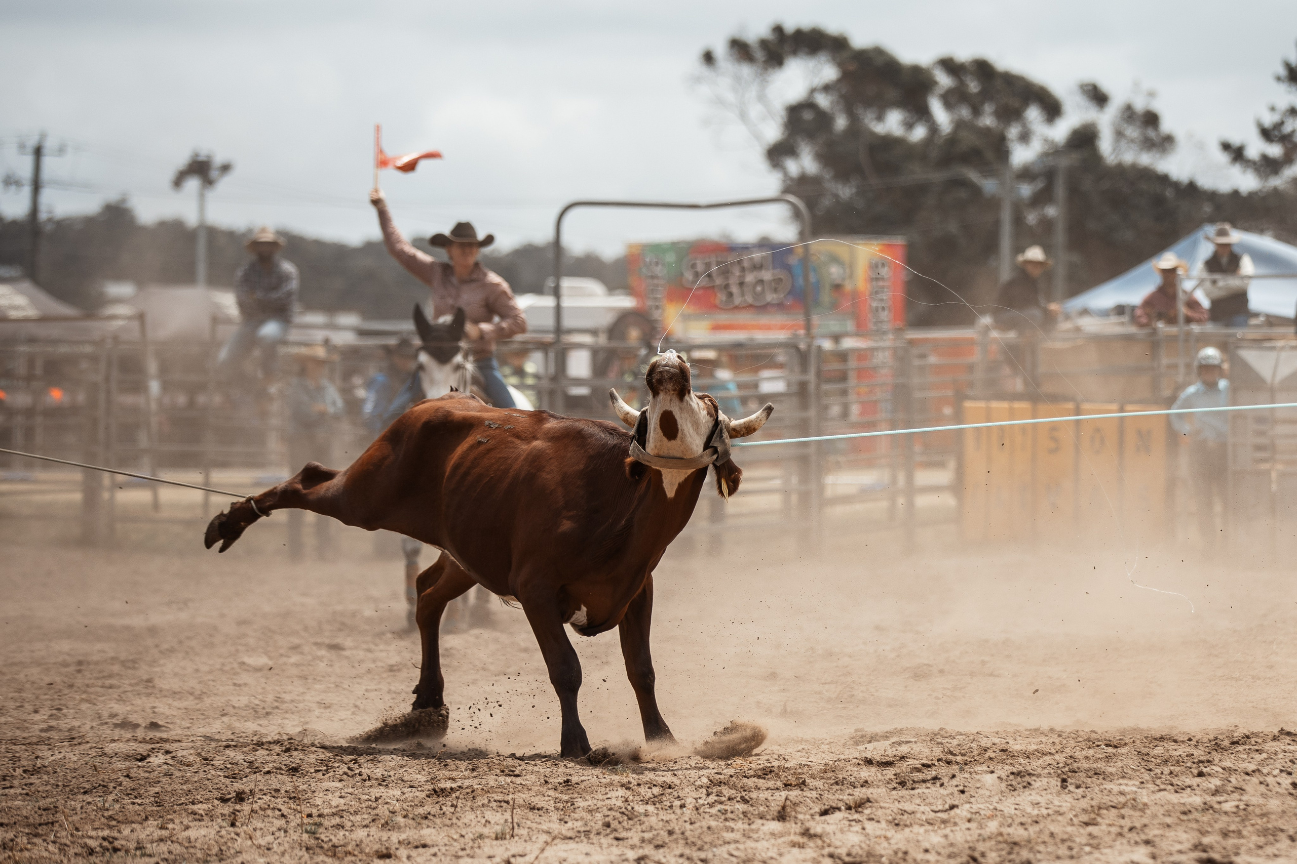 Selection of photos from different rodeos