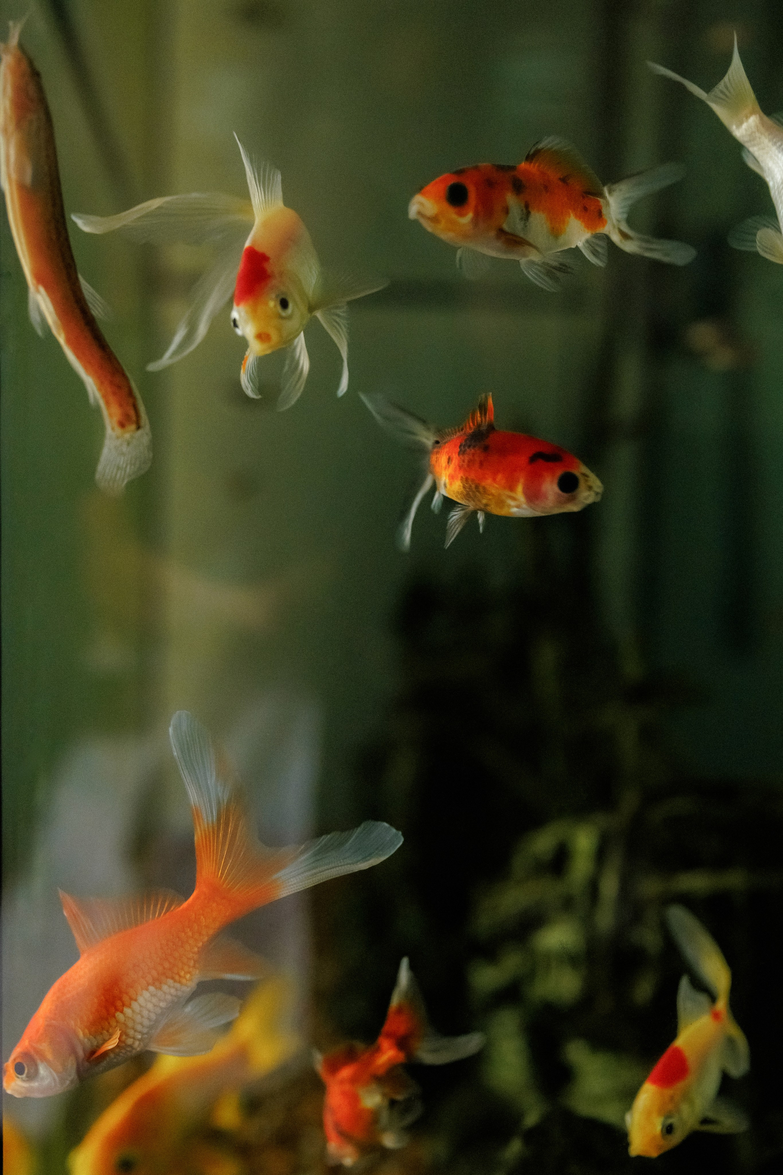 Caique & Ingrid. Photographer in Dublin, Pavel