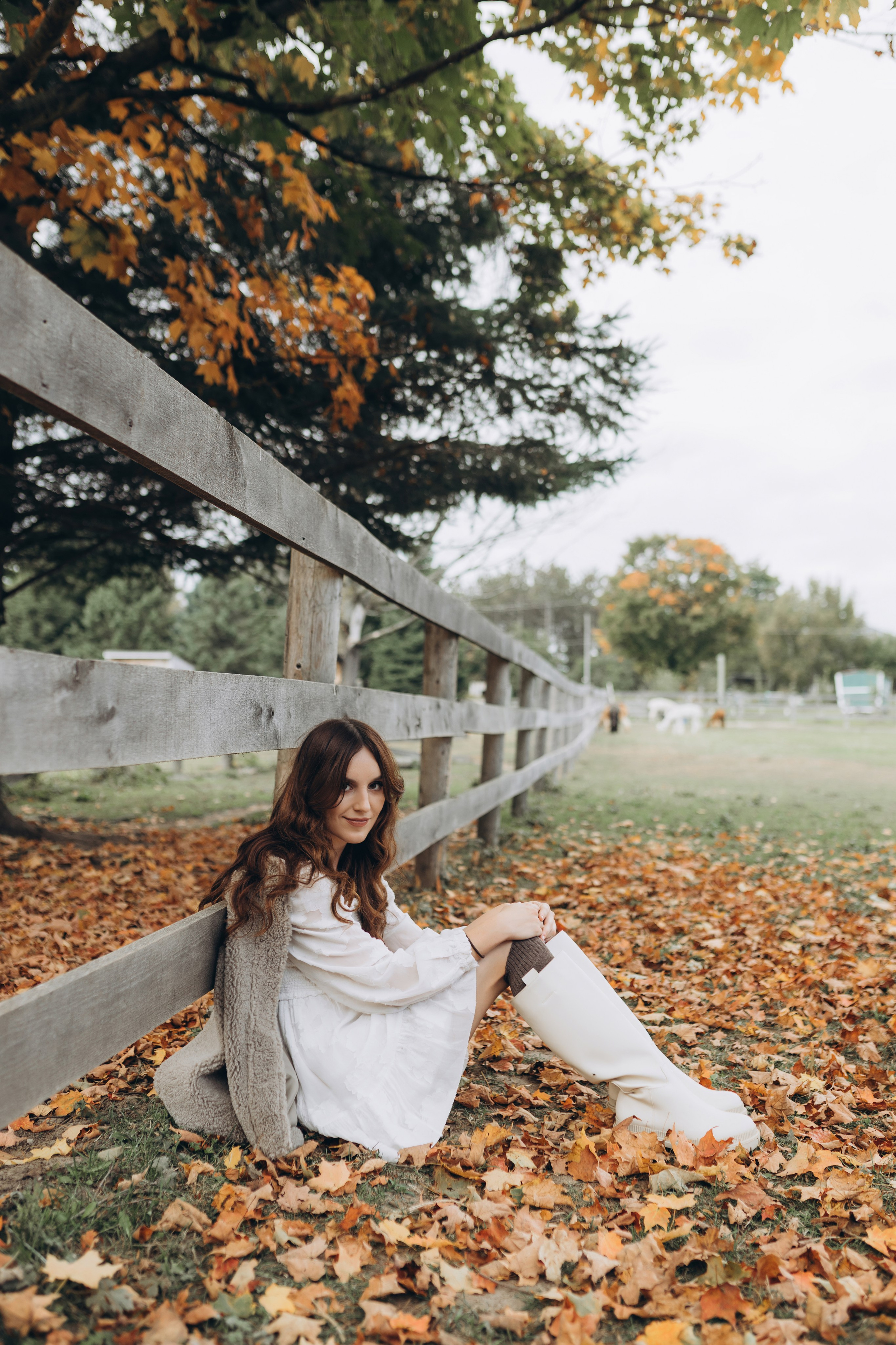 Alpacas Farm. Chernenko.photography