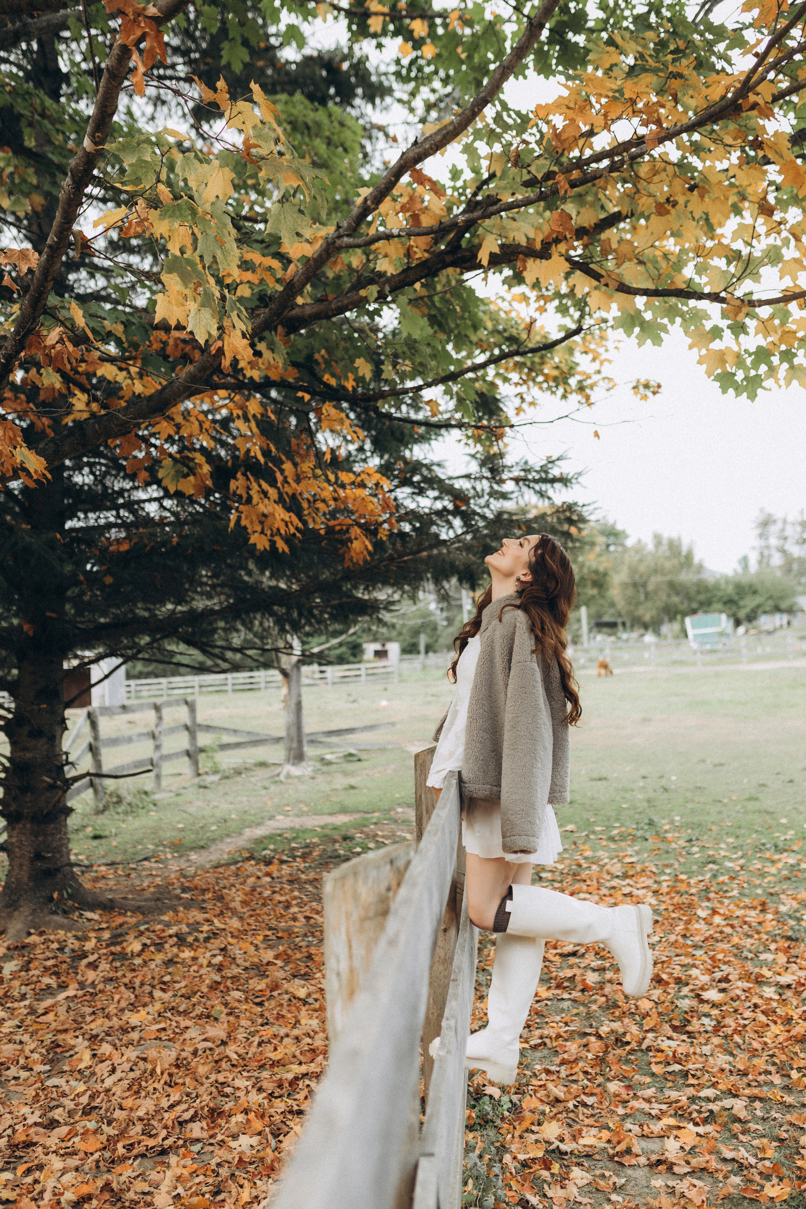 Alpacas Farm. Chernenko.photography