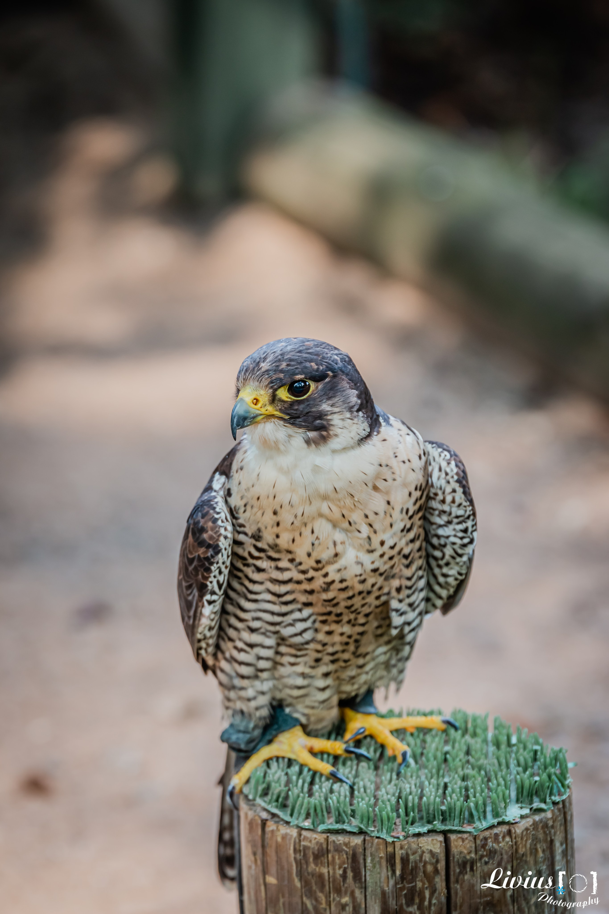 Wildpark Tambach. FOTO KREATIV