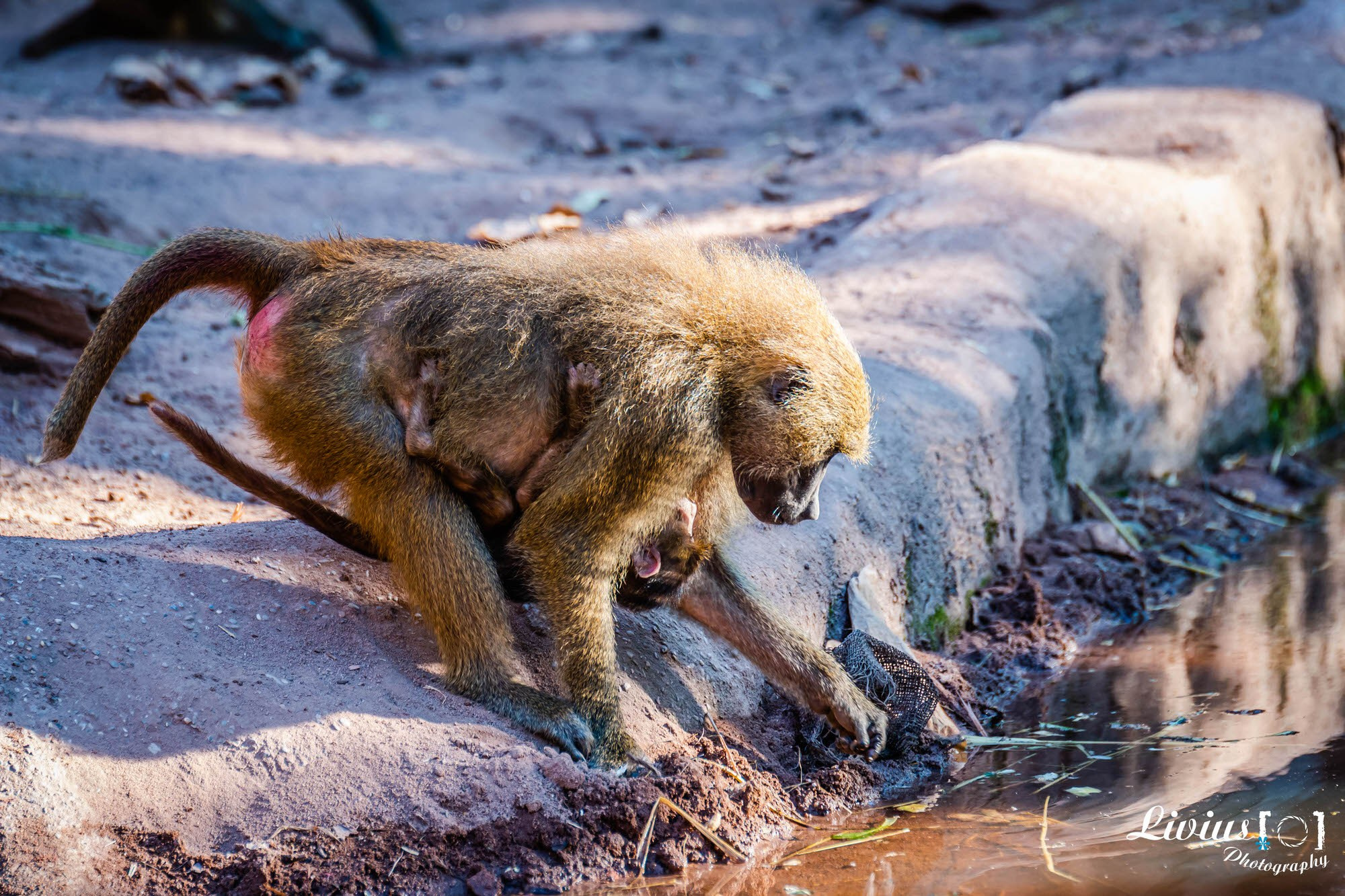 Tierpark Nürnberg. FOTO KREATIV