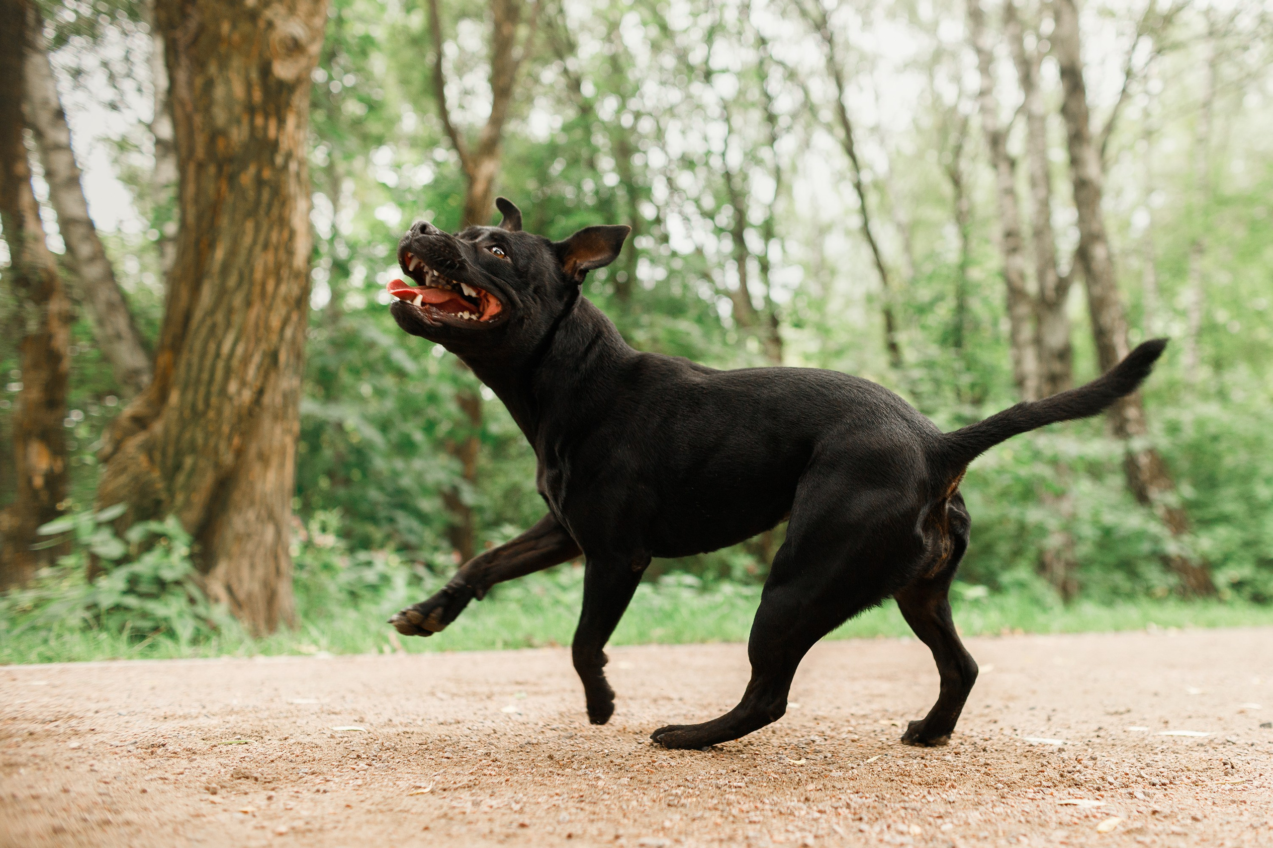 Staffy Yosia. Kaja | fotograf we Wrocławiu | ludzie i psy