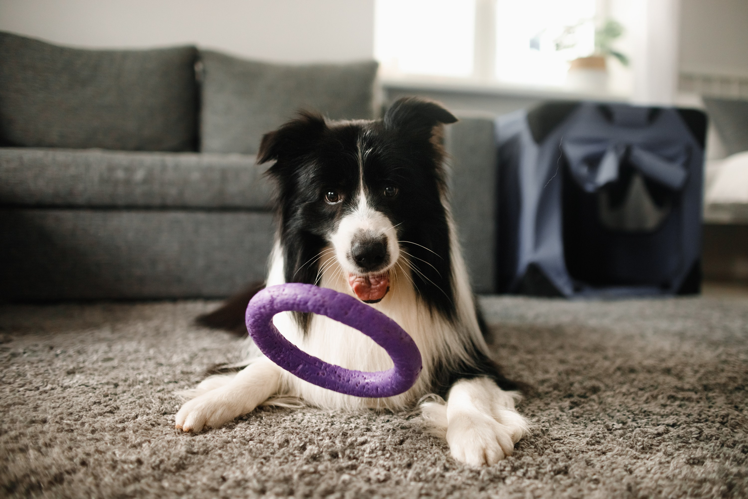 Evgenia & Richard. Kaja | fotograf we Wrocławiu | ludzie i psy