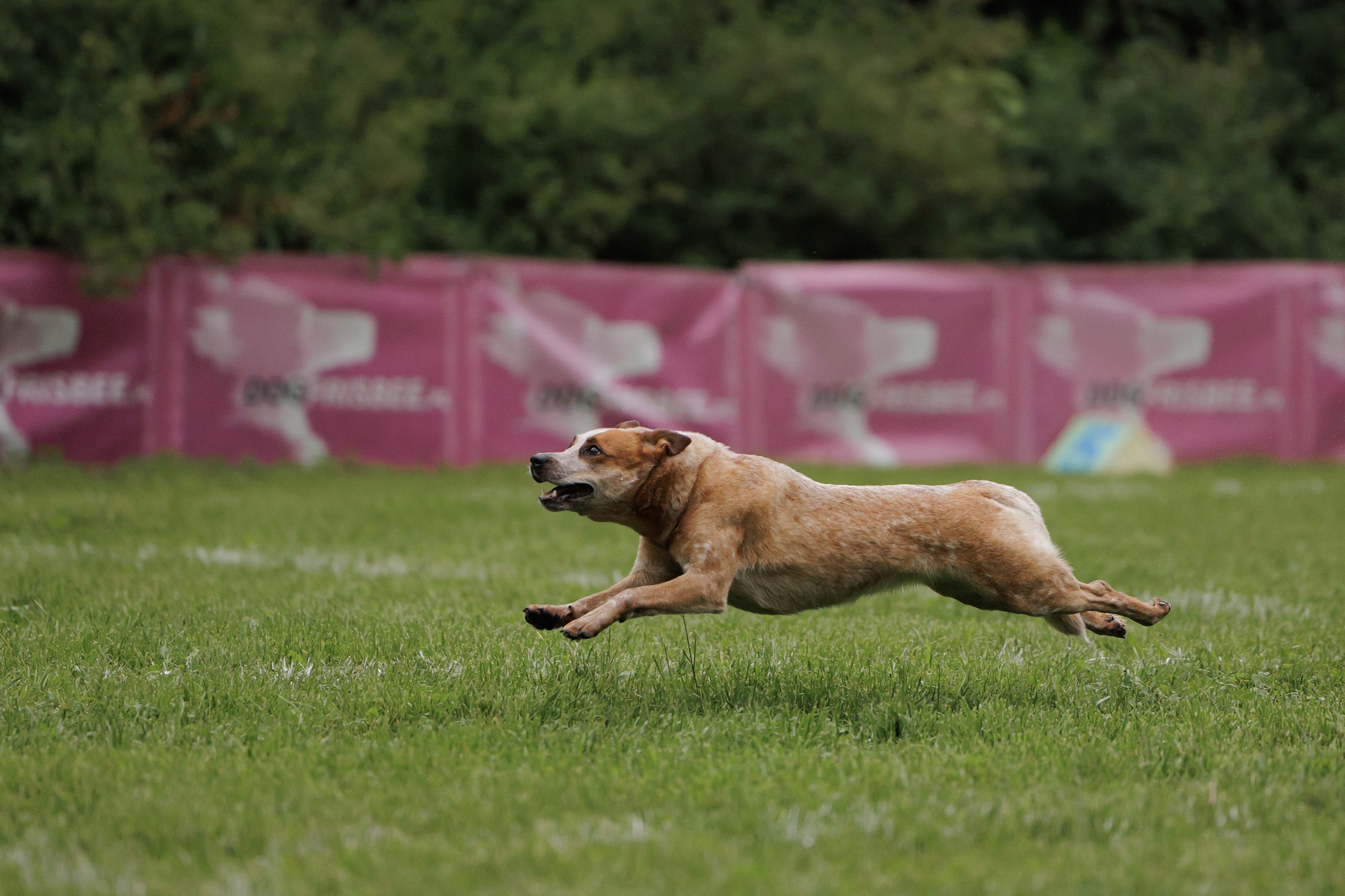 Latające psy, Wrocław'25. Kaja | fotograf psów we Wrocławiu