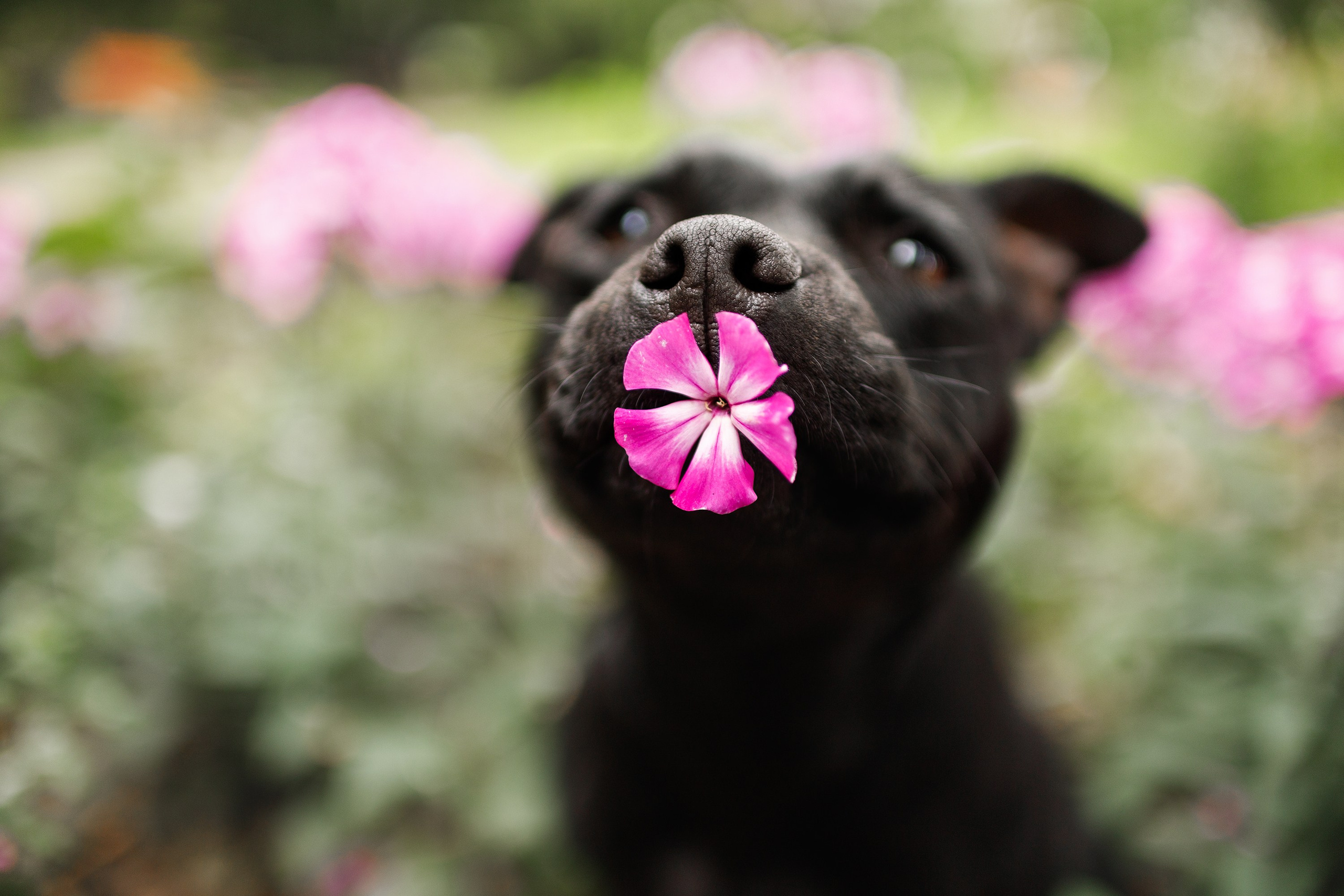 Staffy Yosia. Kaja | fotograf we Wrocławiu | ludzie i psy