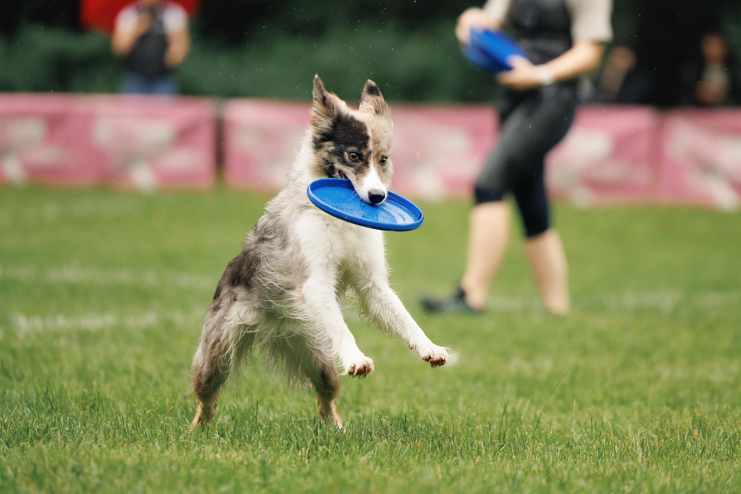 Latające psy, Wrocław'25. Kaja | fotograf psów we Wrocławiu